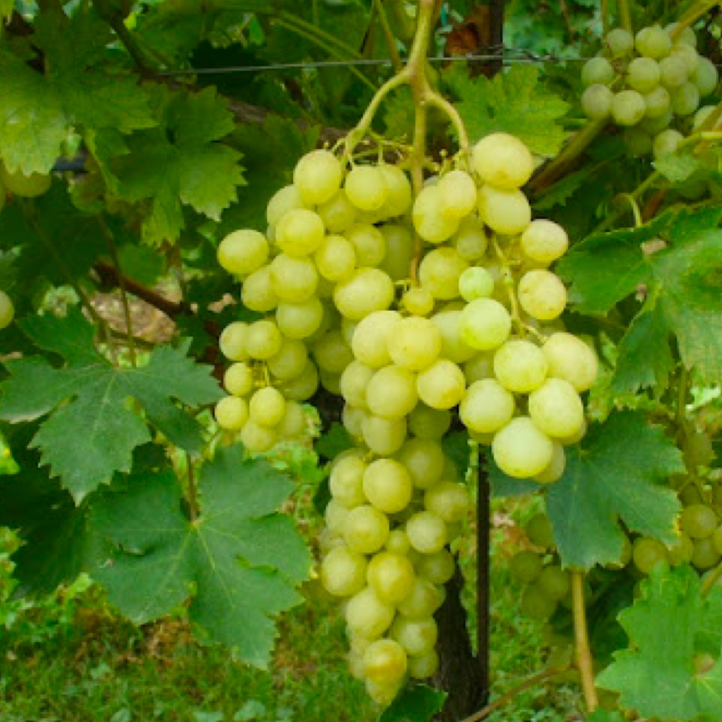 Pianta di vite in vaso (Barbatella innestata di 2 anni - altezza 150cm - 𝙎𝙘𝙤𝙣𝙩𝙖𝙩𝙚 𝙞𝙣 𝙗𝙖𝙨𝙚 𝙖𝙡𝙡𝙖 𝙦𝙪𝙖𝙣𝙩𝙞𝙩𝙖') - Greenshop