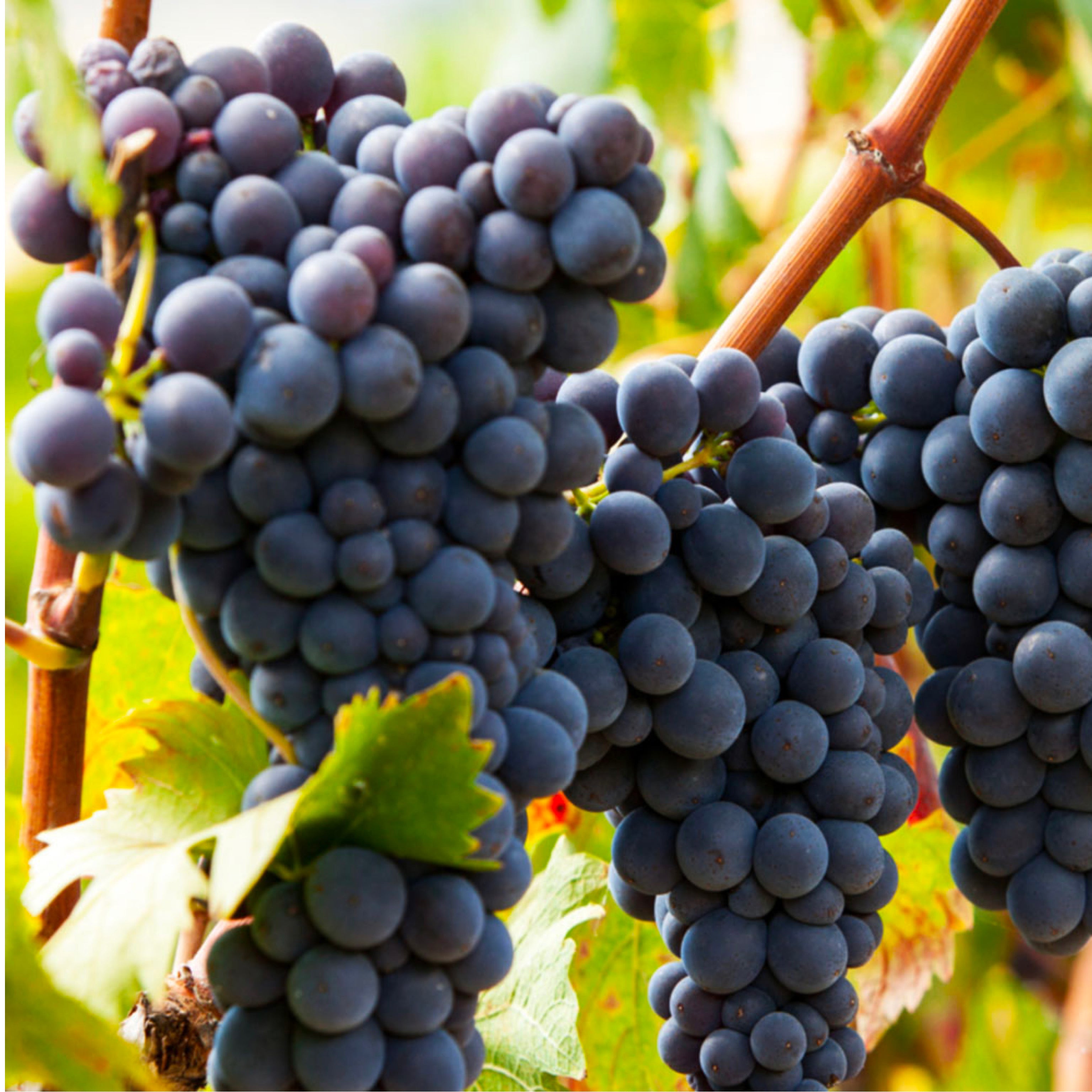 Pianta di vite in vaso (Barbatella innestata di 2 anni - altezza 150cm - 𝙎𝙘𝙤𝙣𝙩𝙖𝙩𝙚 𝙞𝙣 𝙗𝙖𝙨𝙚 𝙖𝙡𝙡𝙖 𝙦𝙪𝙖𝙣𝙩𝙞𝙩𝙖') - Greenshop