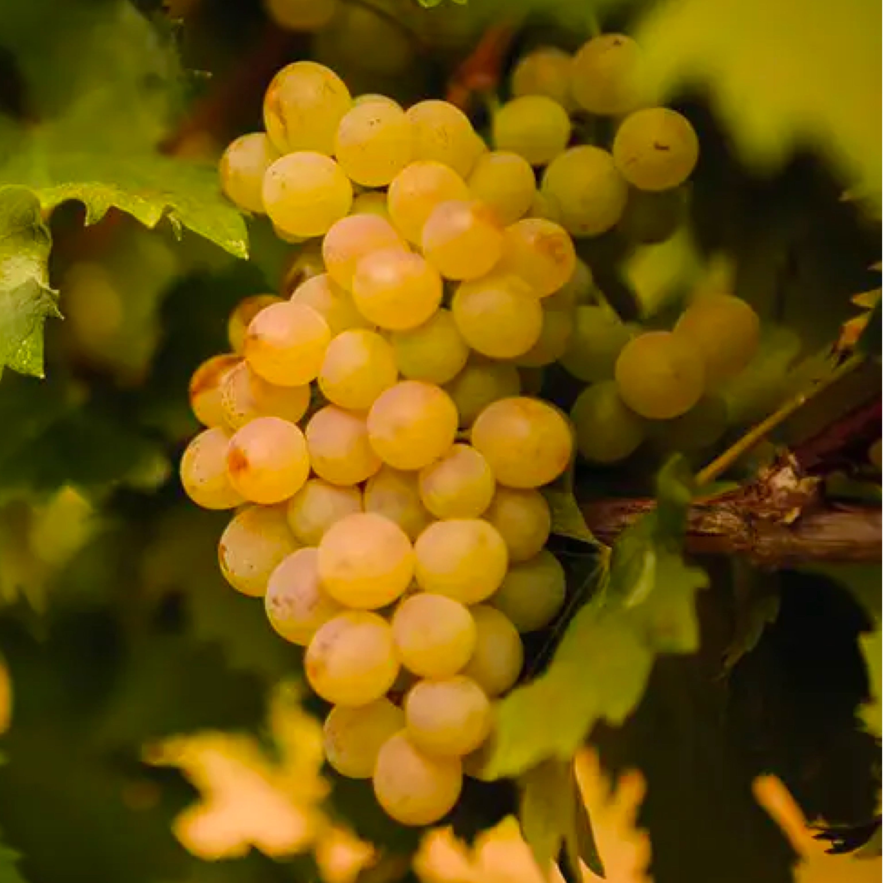 Pianta di vite in vaso (Barbatella innestata di 2 anni - altezza 150cm - 𝙎𝙘𝙤𝙣𝙩𝙖𝙩𝙚 𝙞𝙣 𝙗𝙖𝙨𝙚 𝙖𝙡𝙡𝙖 𝙦𝙪𝙖𝙣𝙩𝙞𝙩𝙖') - Greenshop