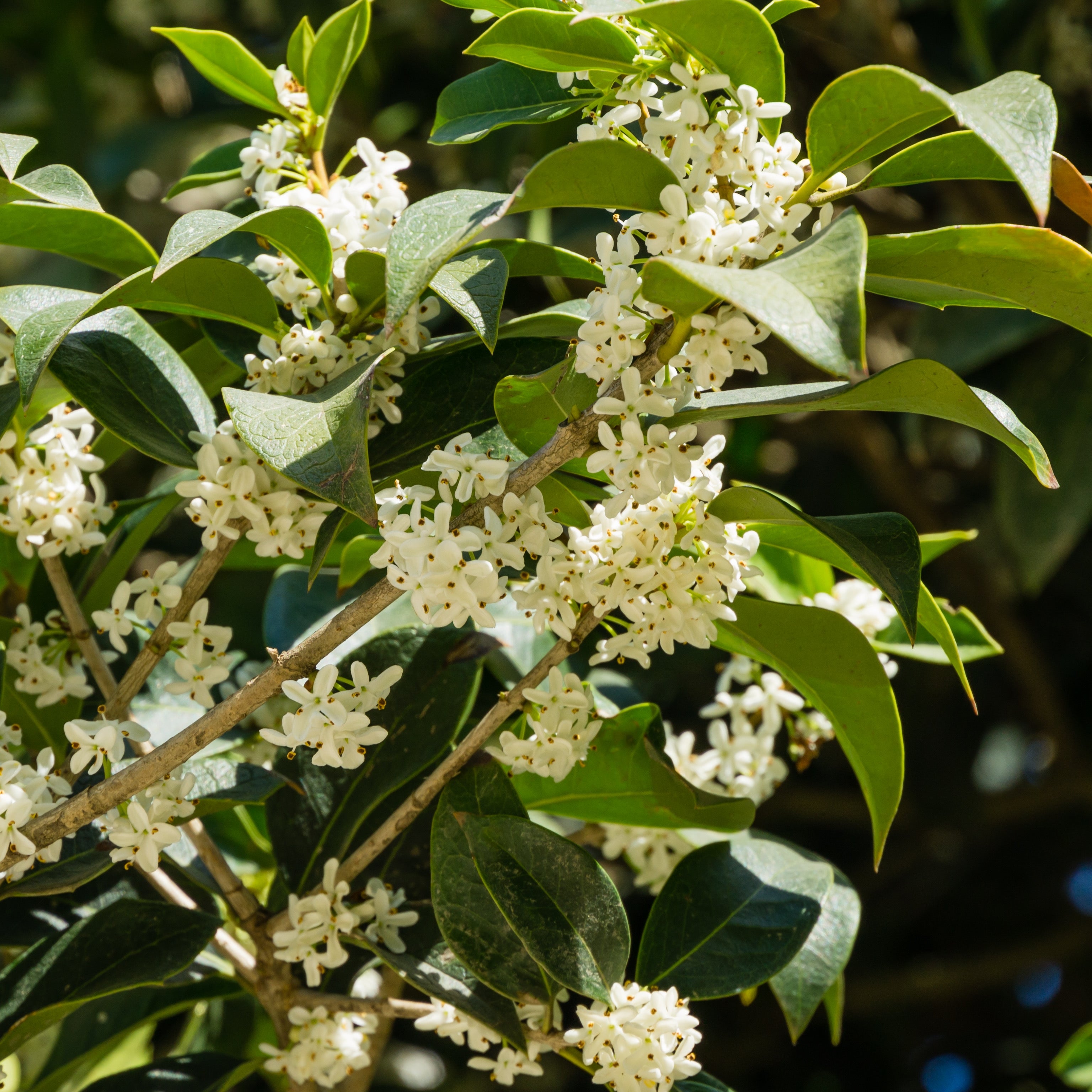 Osmanto - Osmantus fragrans (Vaso ⌀ 18cm) - Greenshop