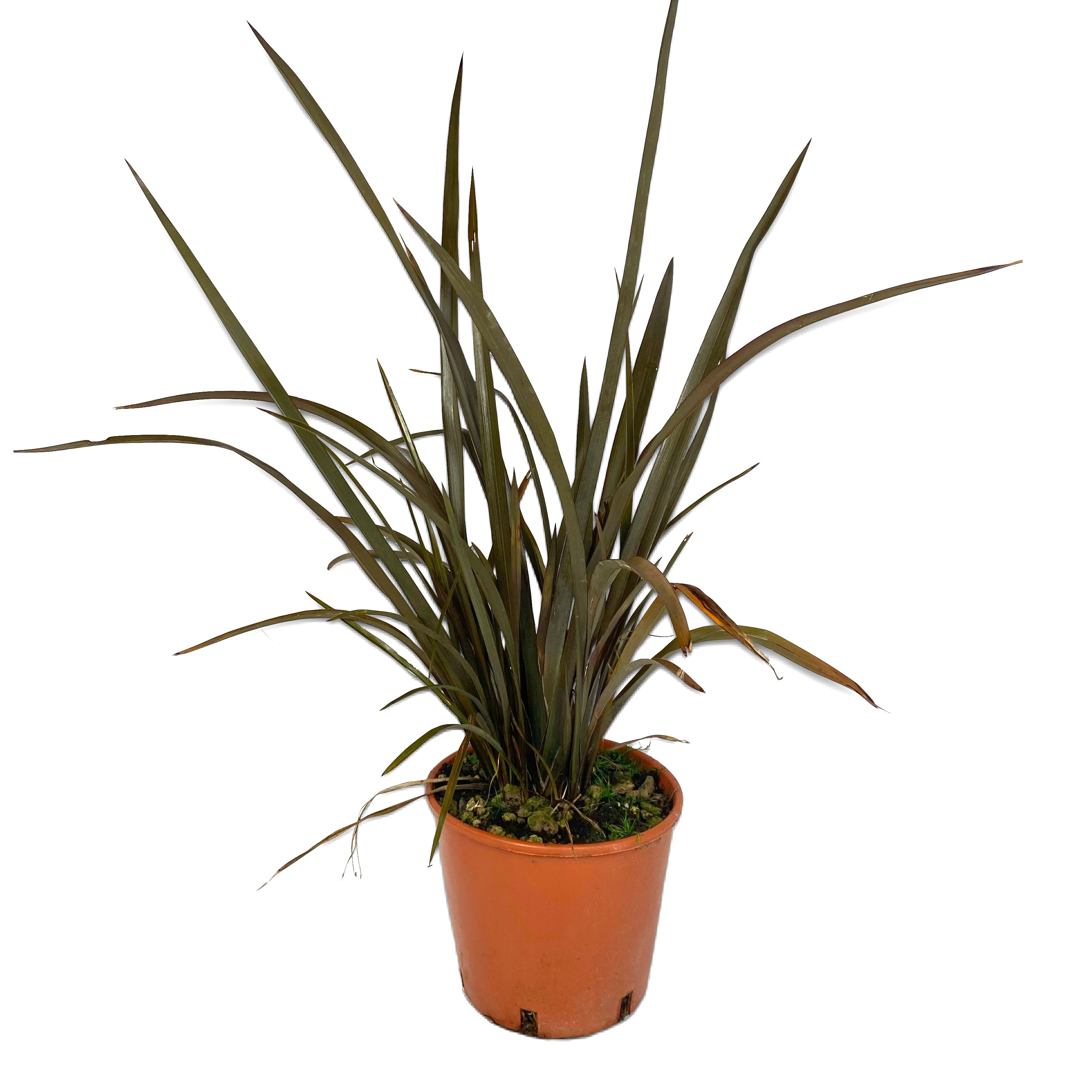 Phormium (Vaso 18cm) - Greenshop