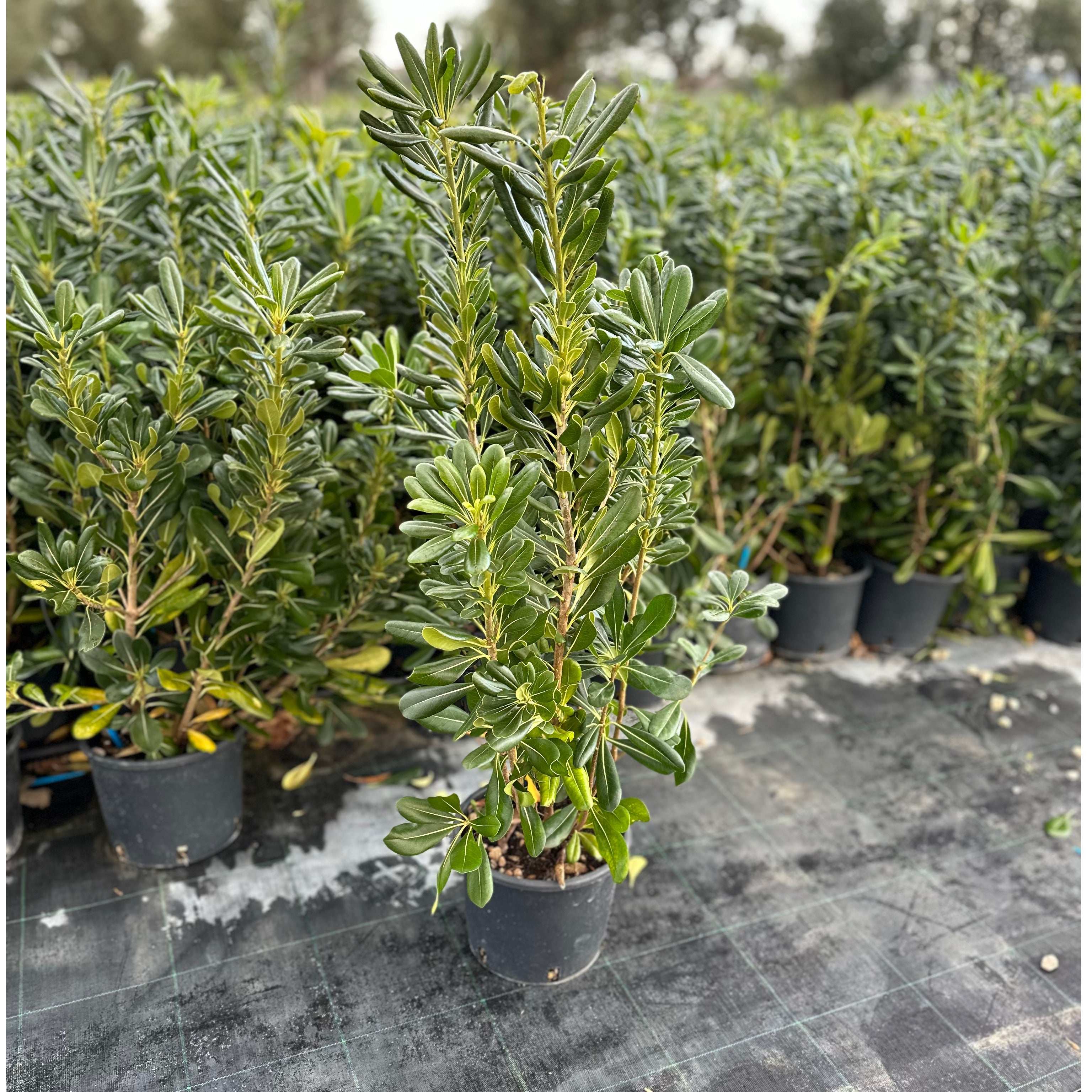 Pitosforo - Pittosporum tobira - Greenshop