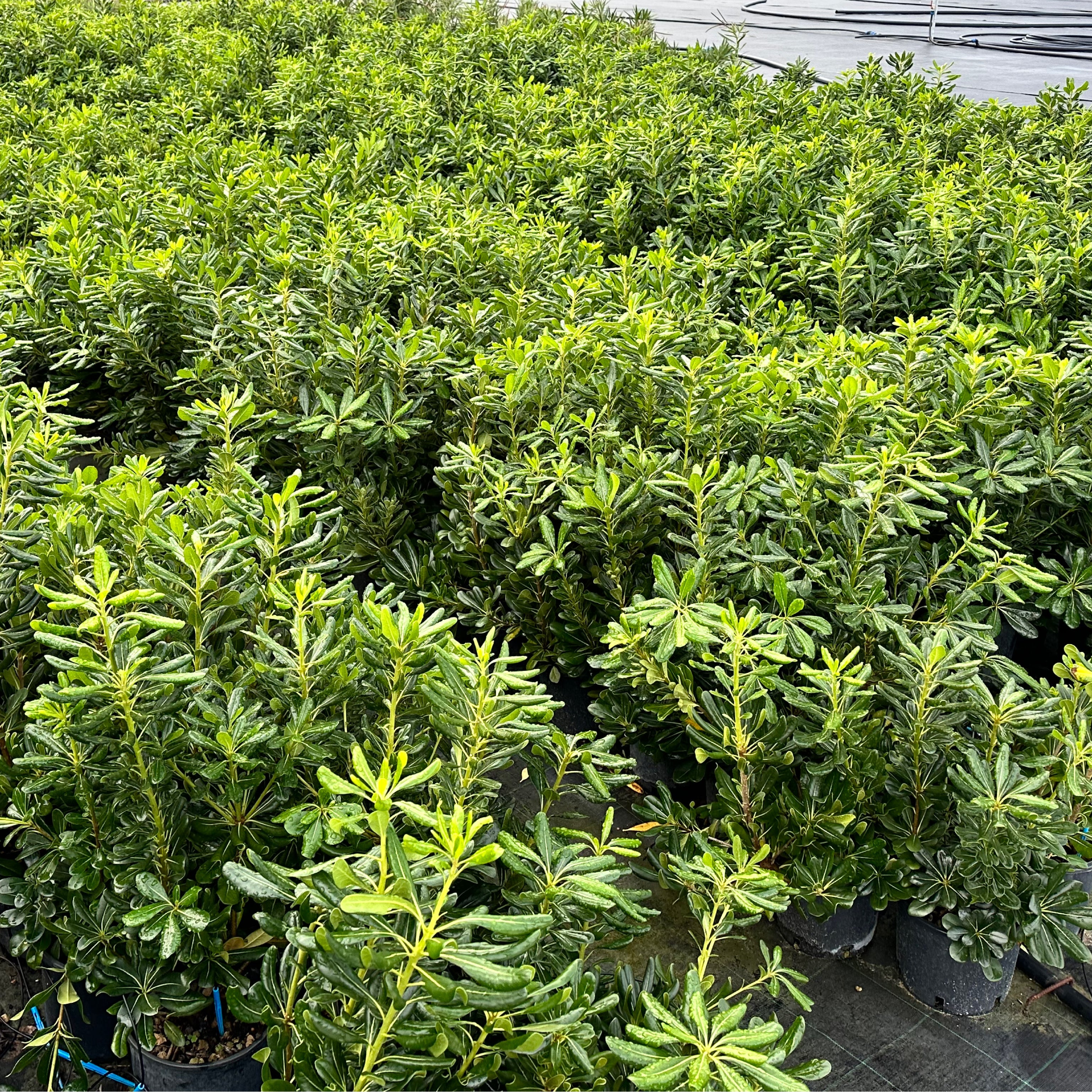 Pitosforo - Pittosporum tobira - Greenshop