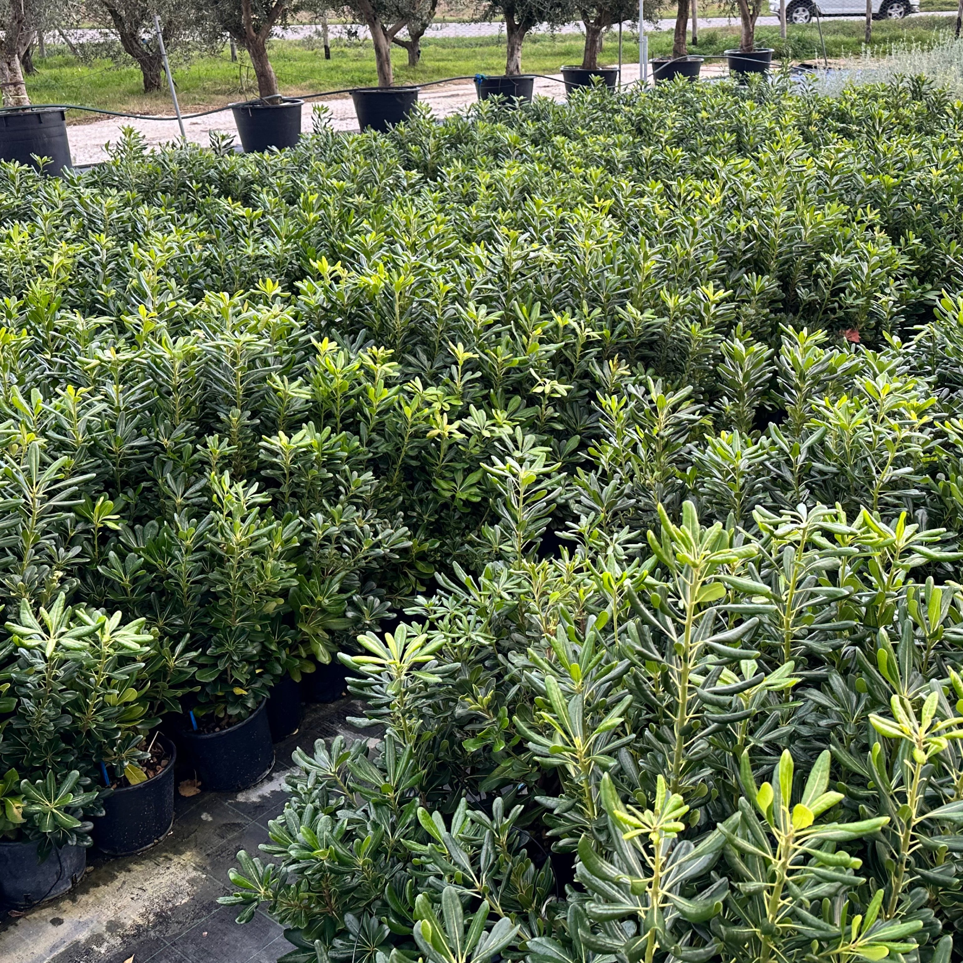 Pitosforo - Pittosporum tobira - Greenshop