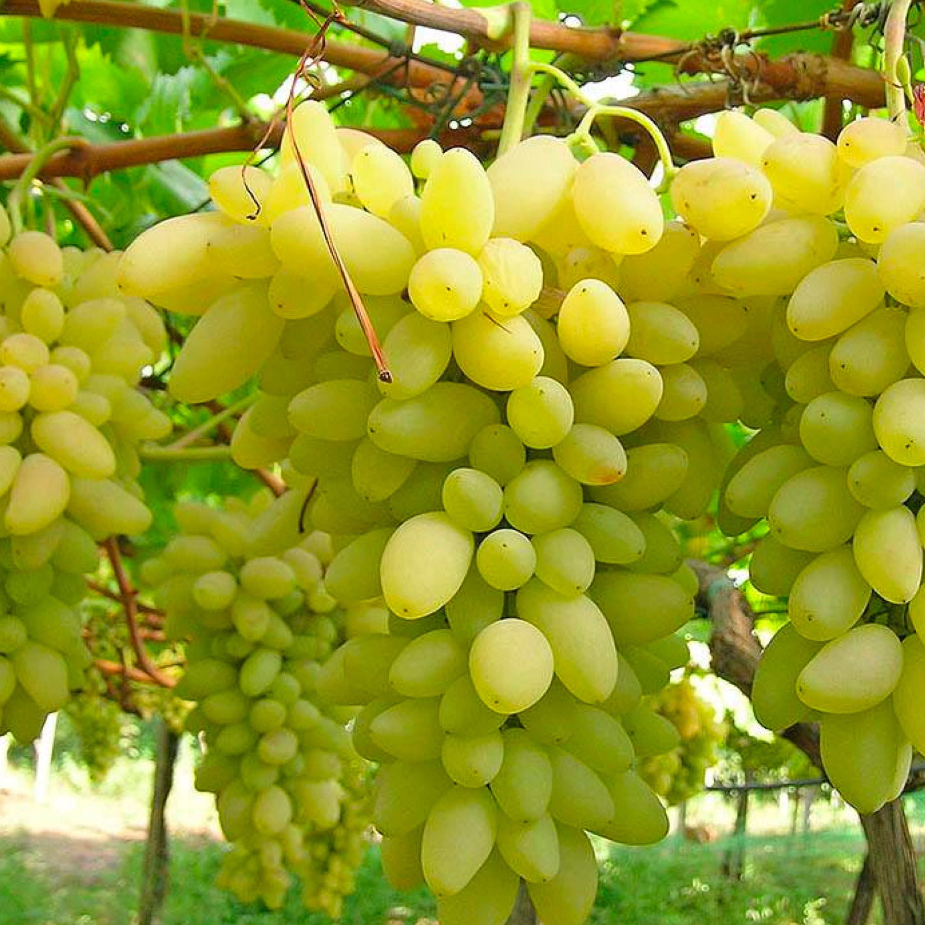 Pianta di vite in vaso (Barbatella innestata di 2 anni - altezza 150cm - 𝙎𝙘𝙤𝙣𝙩𝙖𝙩𝙚 𝙞𝙣 𝙗𝙖𝙨𝙚 𝙖𝙡𝙡𝙖 𝙦𝙪𝙖𝙣𝙩𝙞𝙩𝙖') - Greenshop