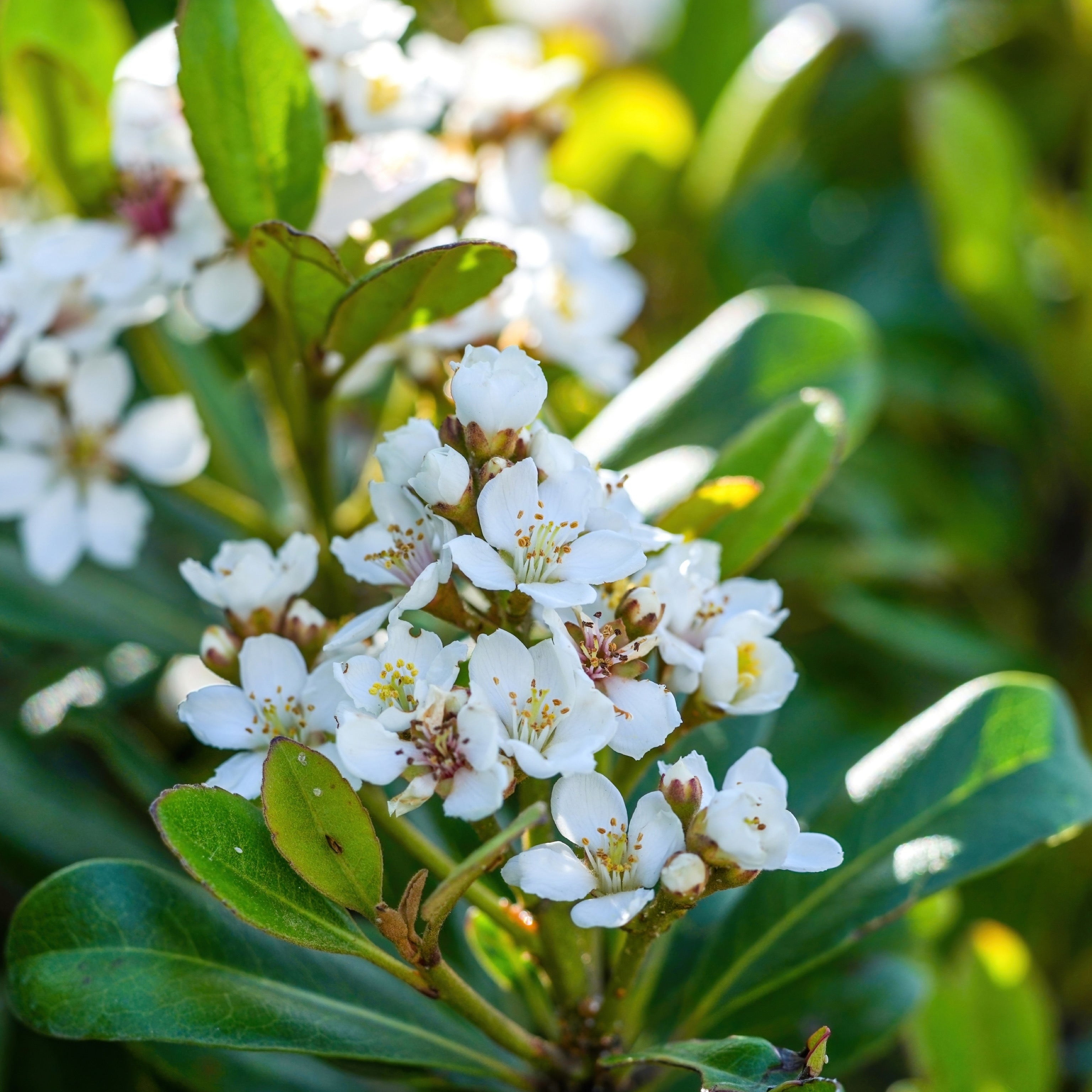 Raphiolepis umbellata (Vaso ⌀ 18cm) - Greenshop