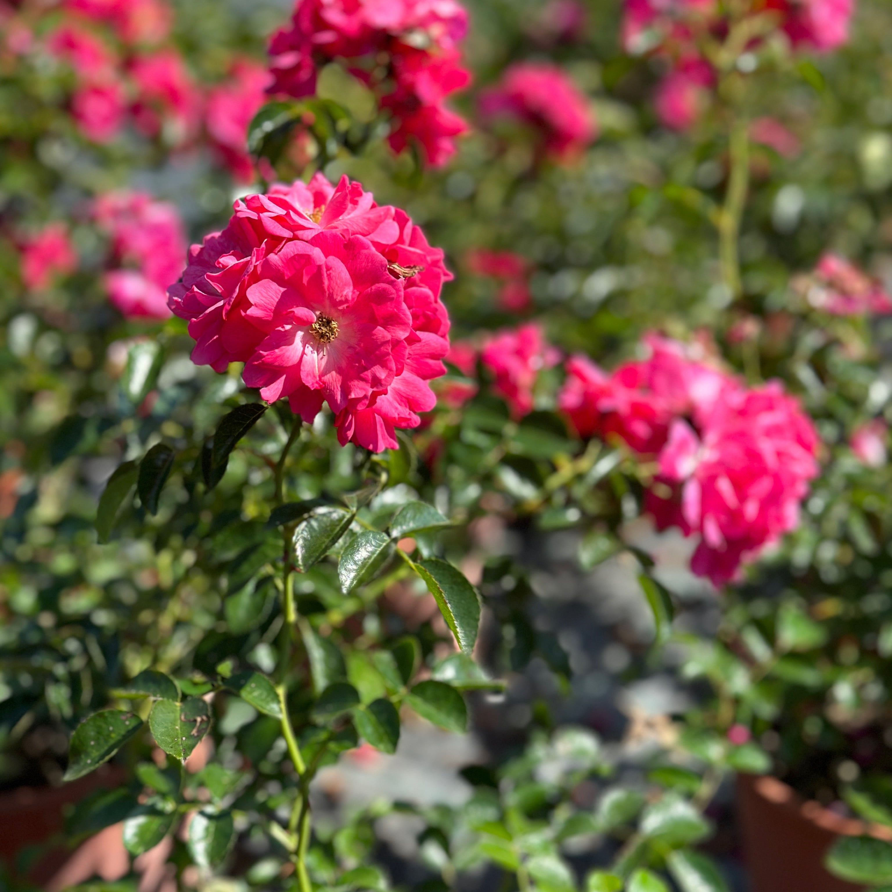 Rosa fucsia (V18) - Greenshop