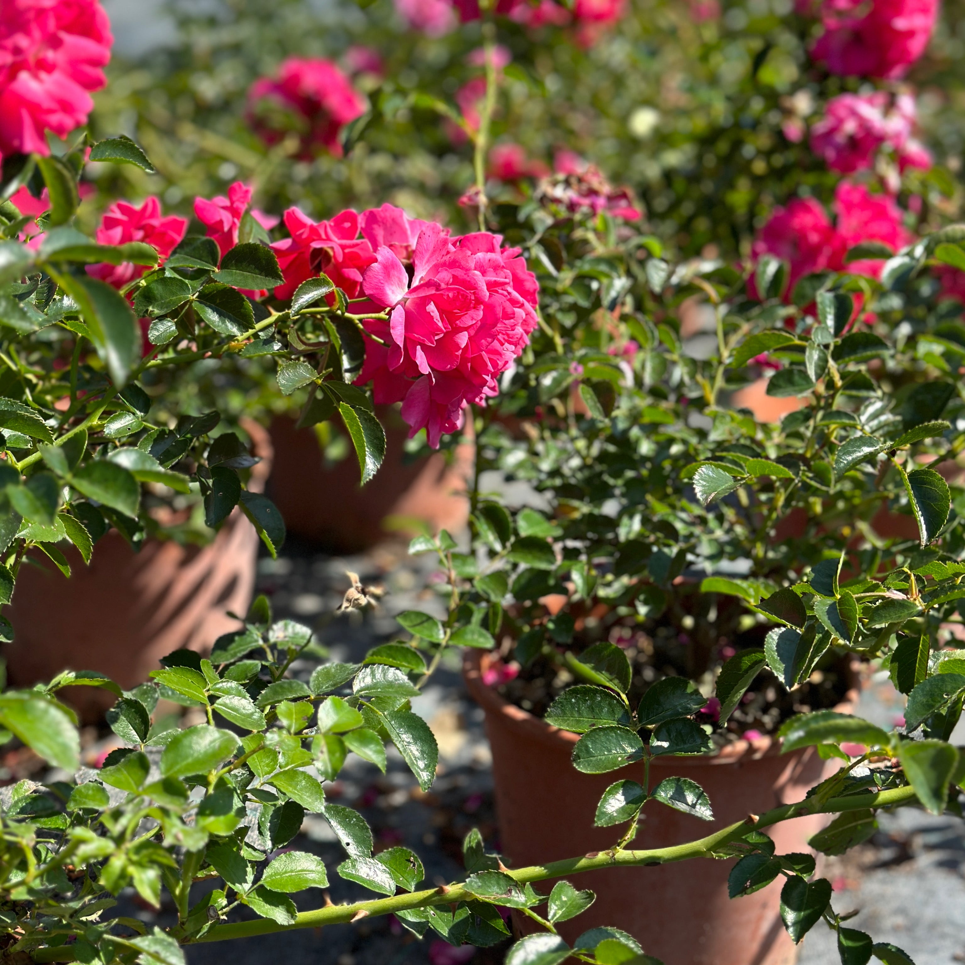 Rosa fucsia (V18) - Greenshop