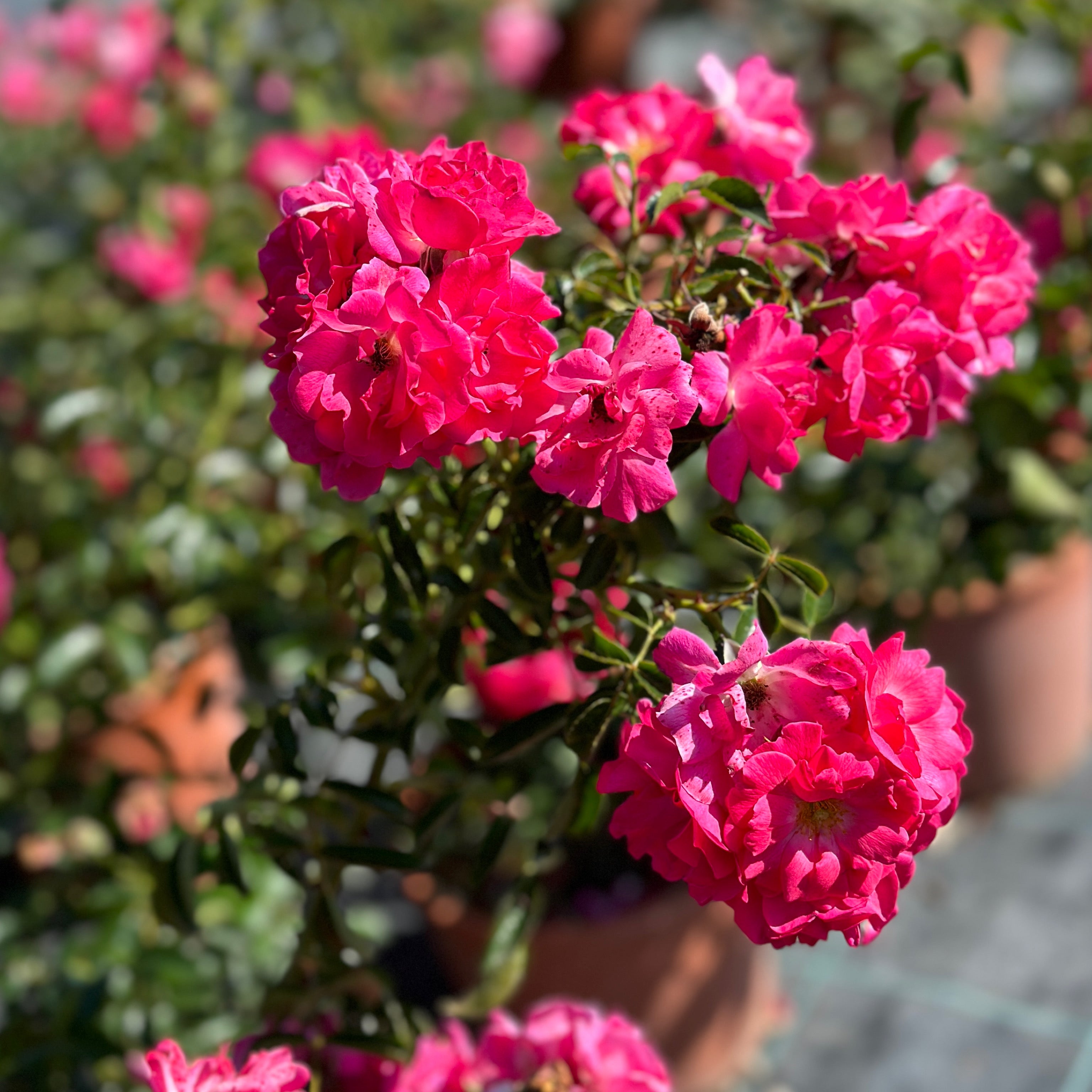 Rosa fucsia (V18) - Greenshop