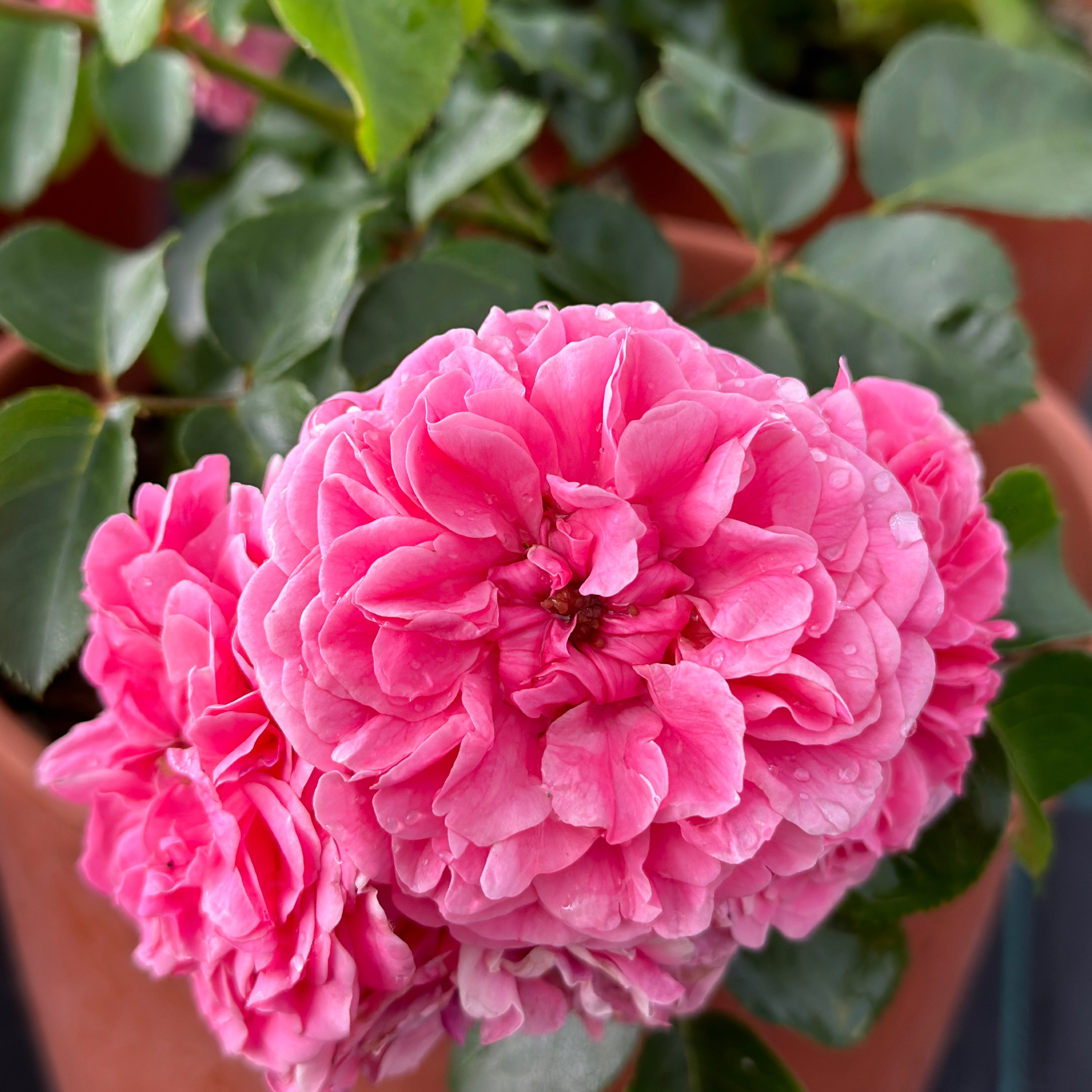 Rosa fucsia (V18) - Greenshop