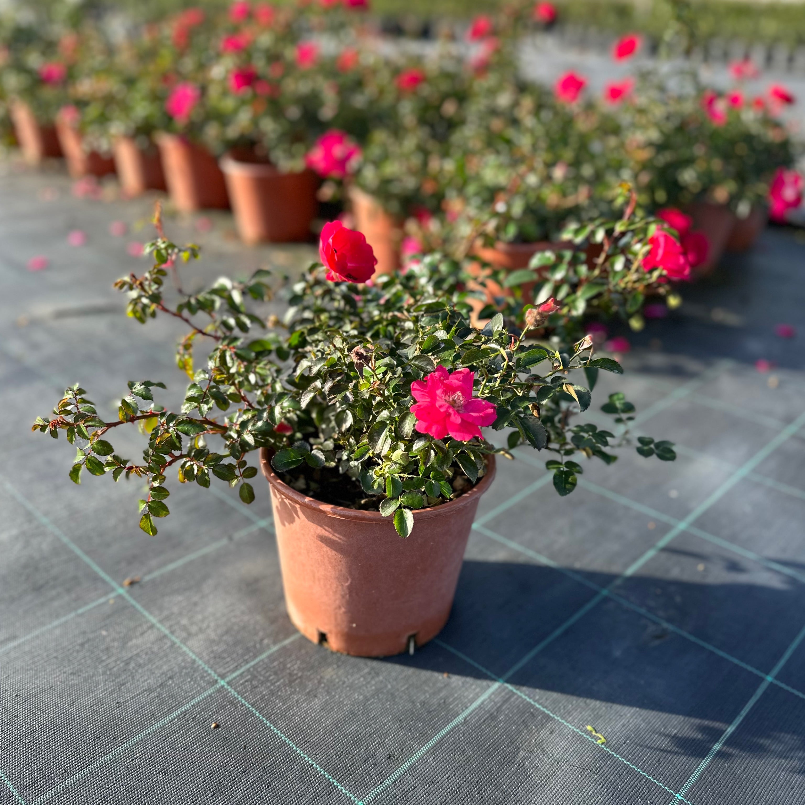 Rosa fucsia (Vaso 18cm) - Greenshop