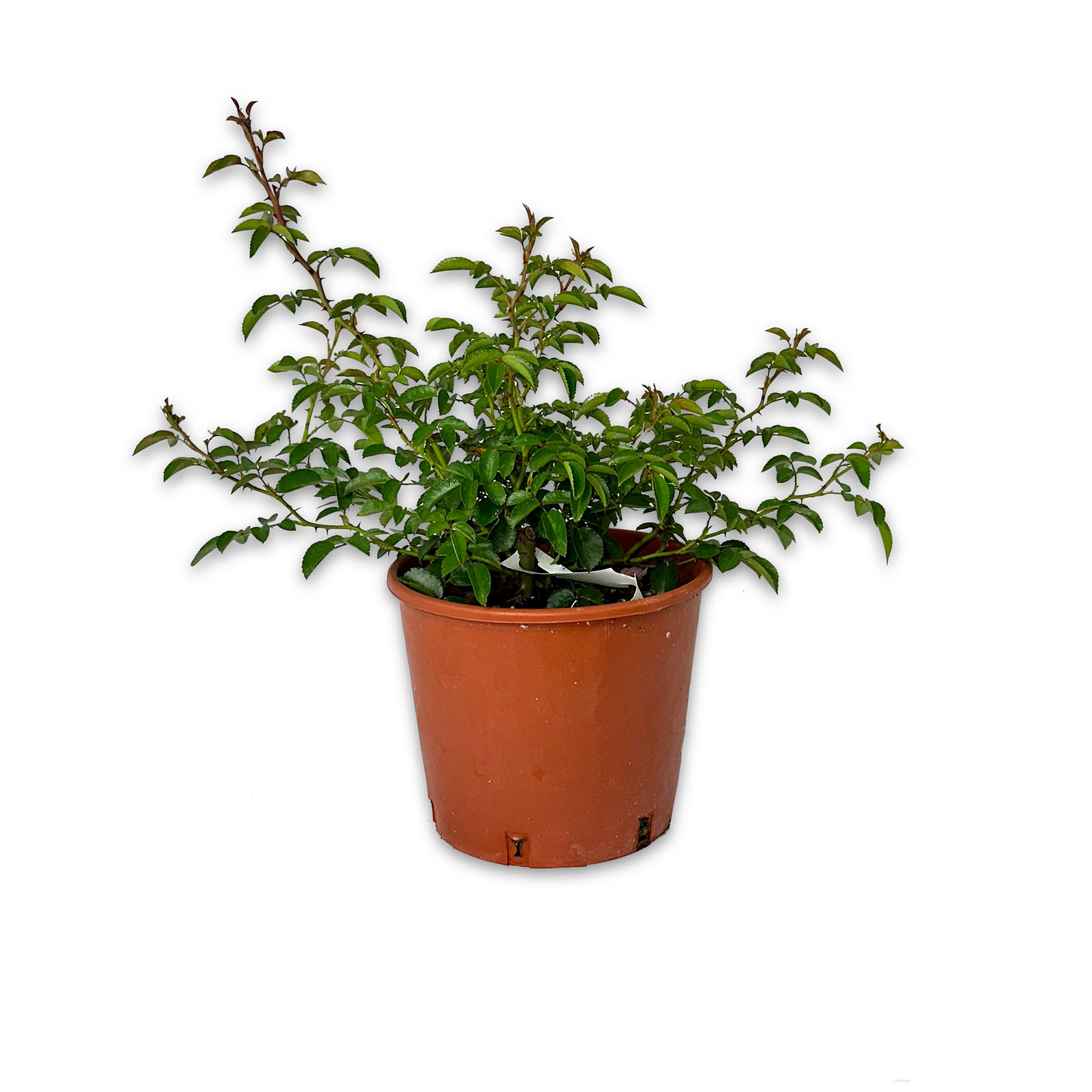 Rosa fucsia (V18) - Greenshop