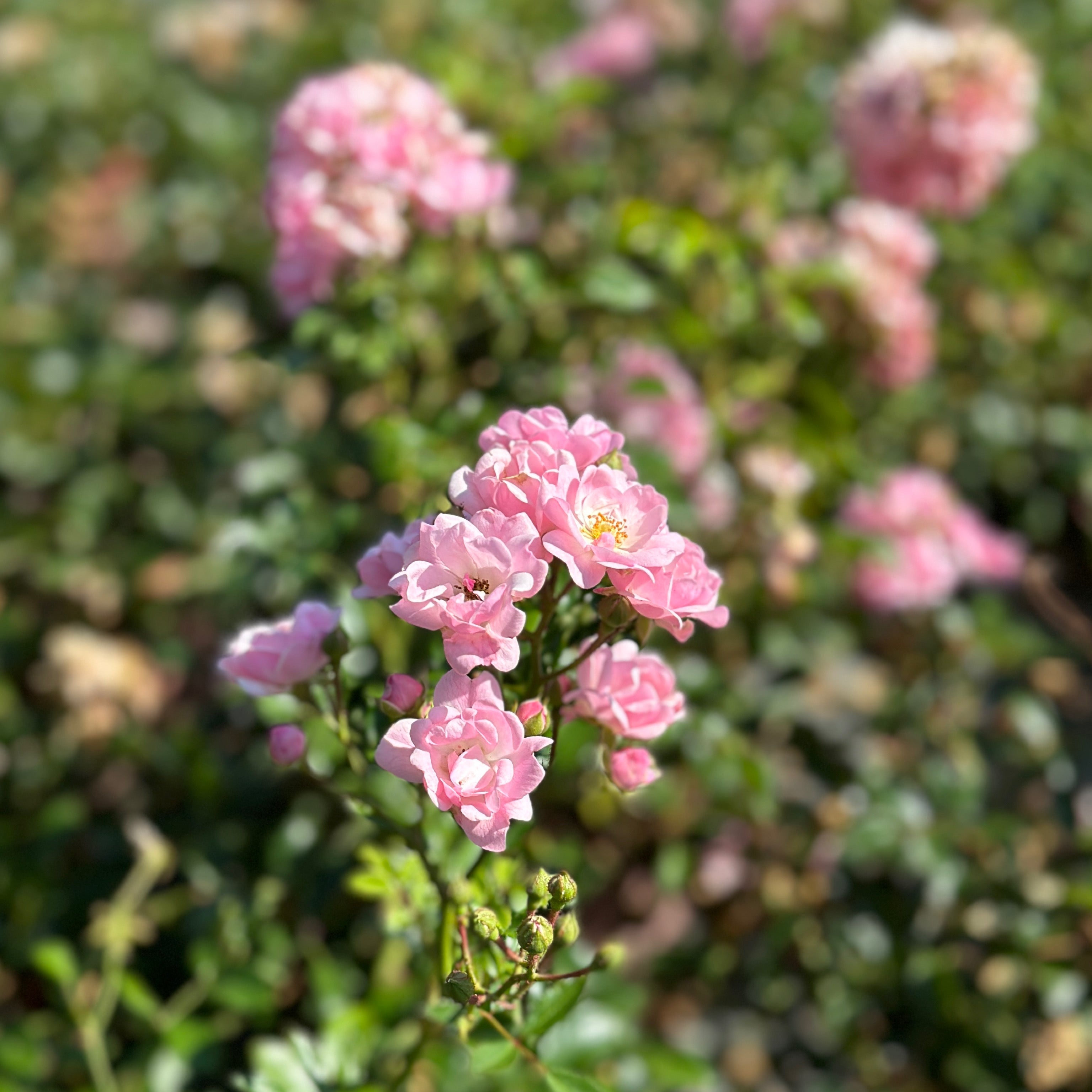 Rosa rosa chiaro (V18) - Greenshop