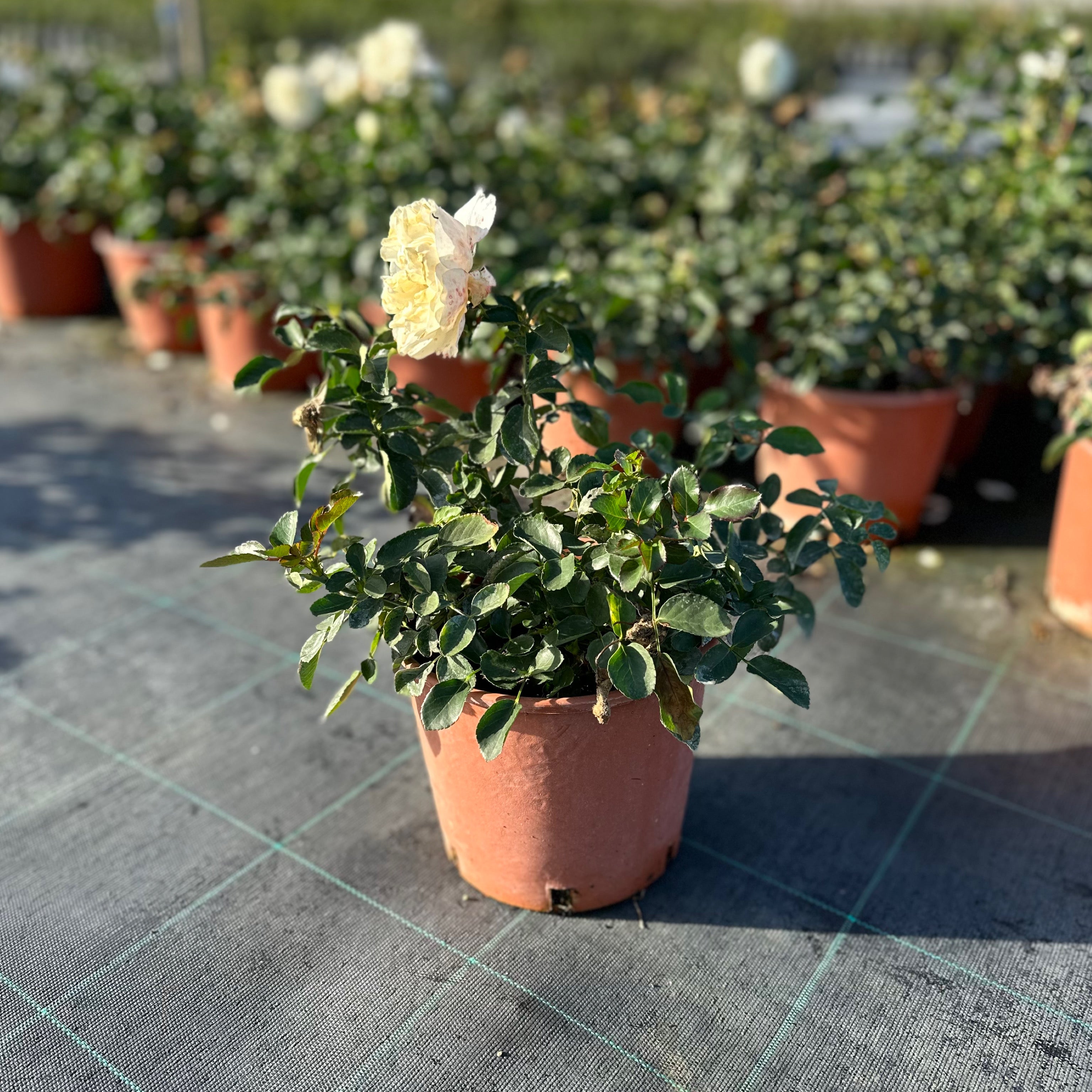 Rosa white (Vaso 18cm) - Greenshop