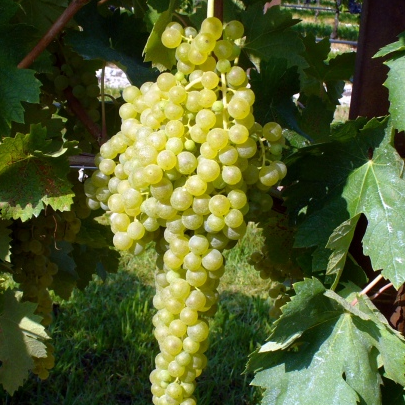 Pianta di vite in vaso (Barbatella Innestata in Vaso – 2 Anni di Età) - Greenshop