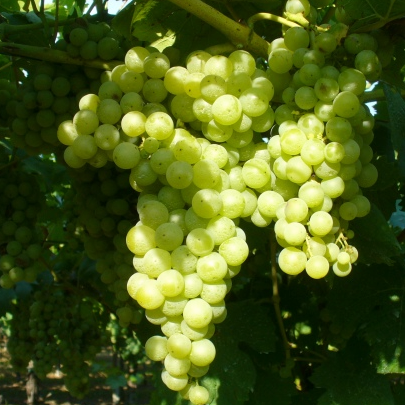 Pianta di vite in vaso (Barbatella Innestata in Vaso – 2 Anni di Età) - Greenshop