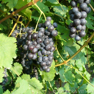 Pianta di vite in vaso (Barbatella Innestata in Vaso – 2 Anni di Età) - Greenshop