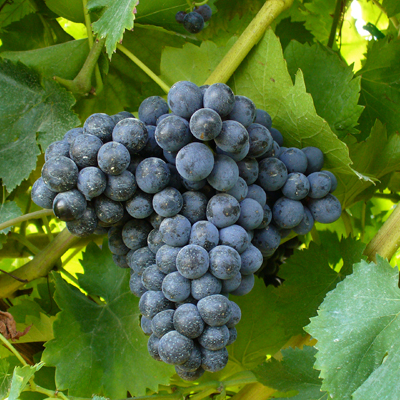 Pianta di vite in vaso (Barbatella Innestata in Vaso – 2 Anni di Età) - Greenshop