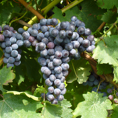 Pianta di vite in vaso (Barbatella Innestata in Vaso – 2 Anni di Età) - Greenshop