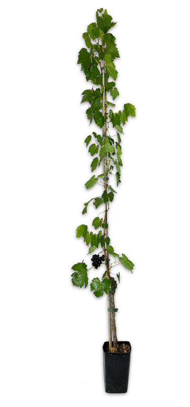 Pianta di vite