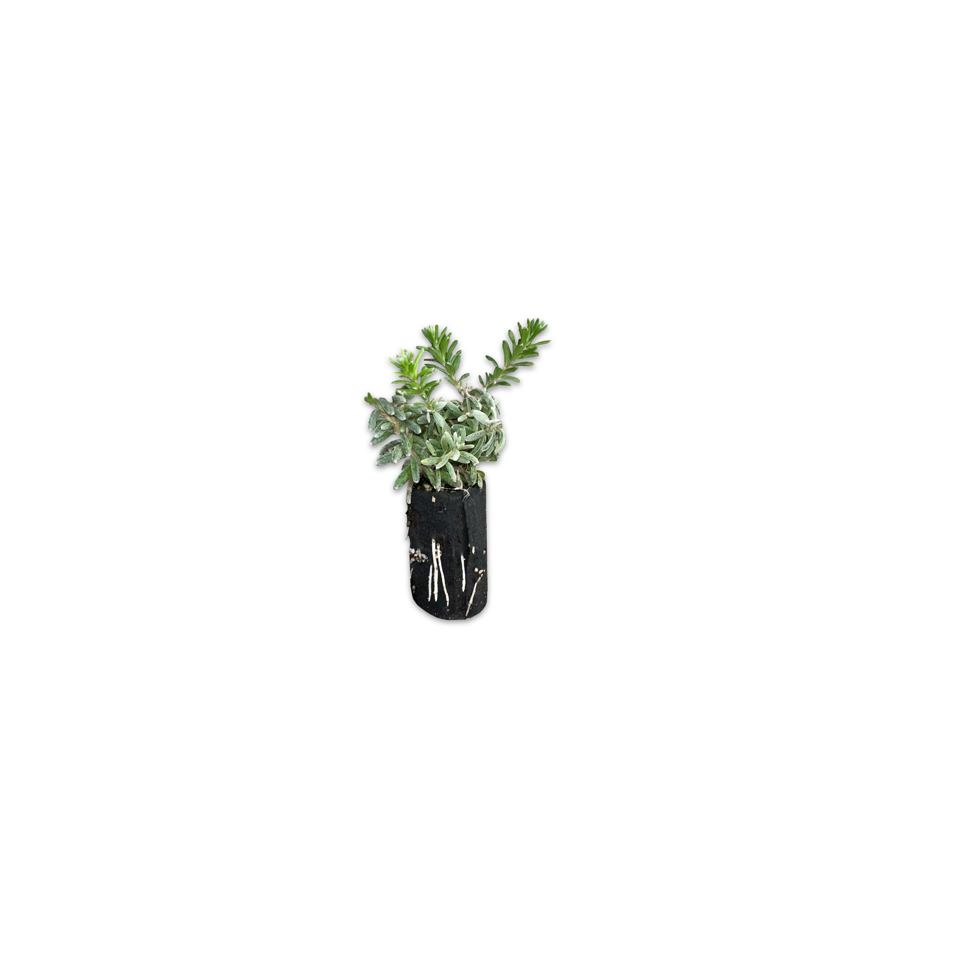 Talea di Grevillea Tamboritha - Greenshop