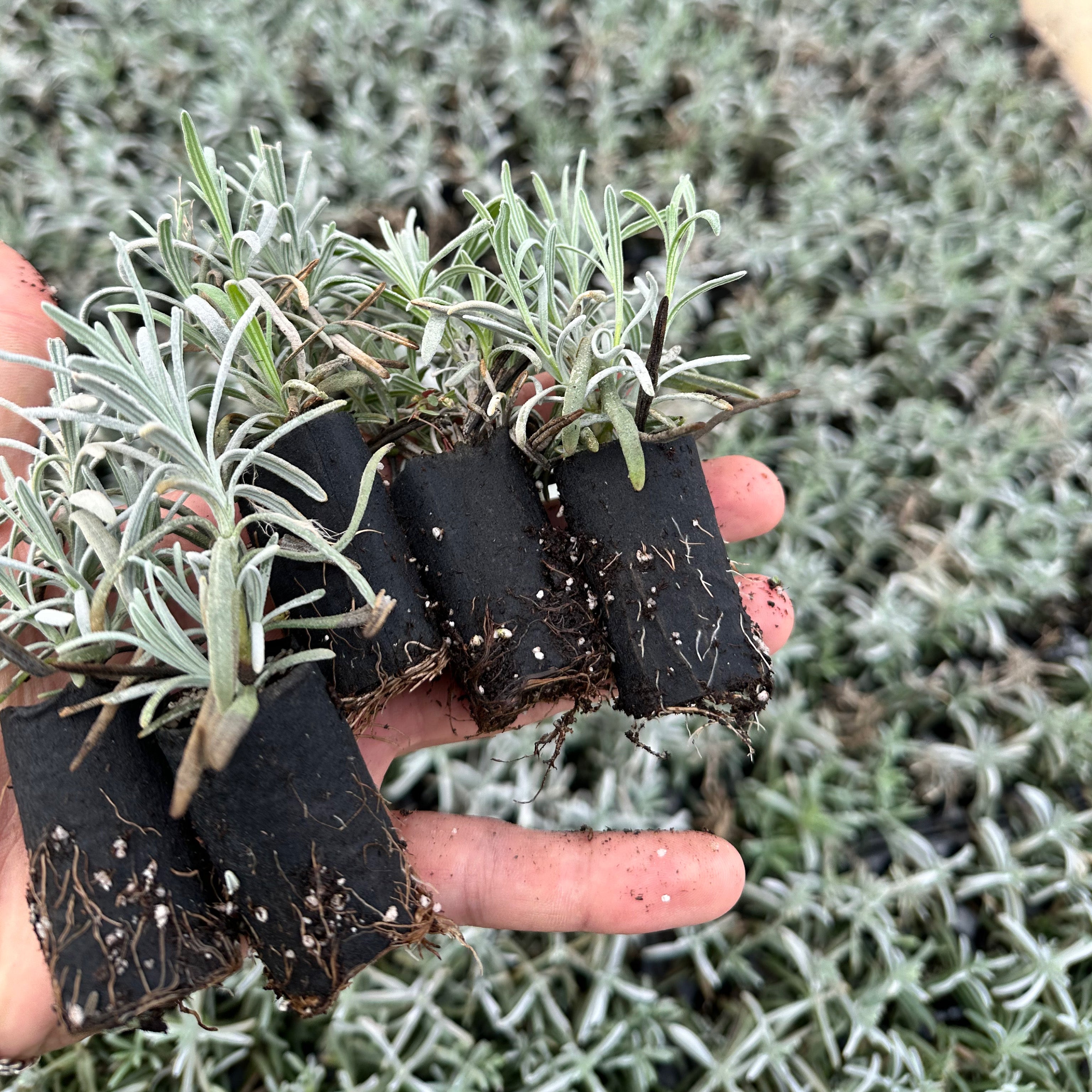 Talea di Lavanda angustifolia - Greenshop