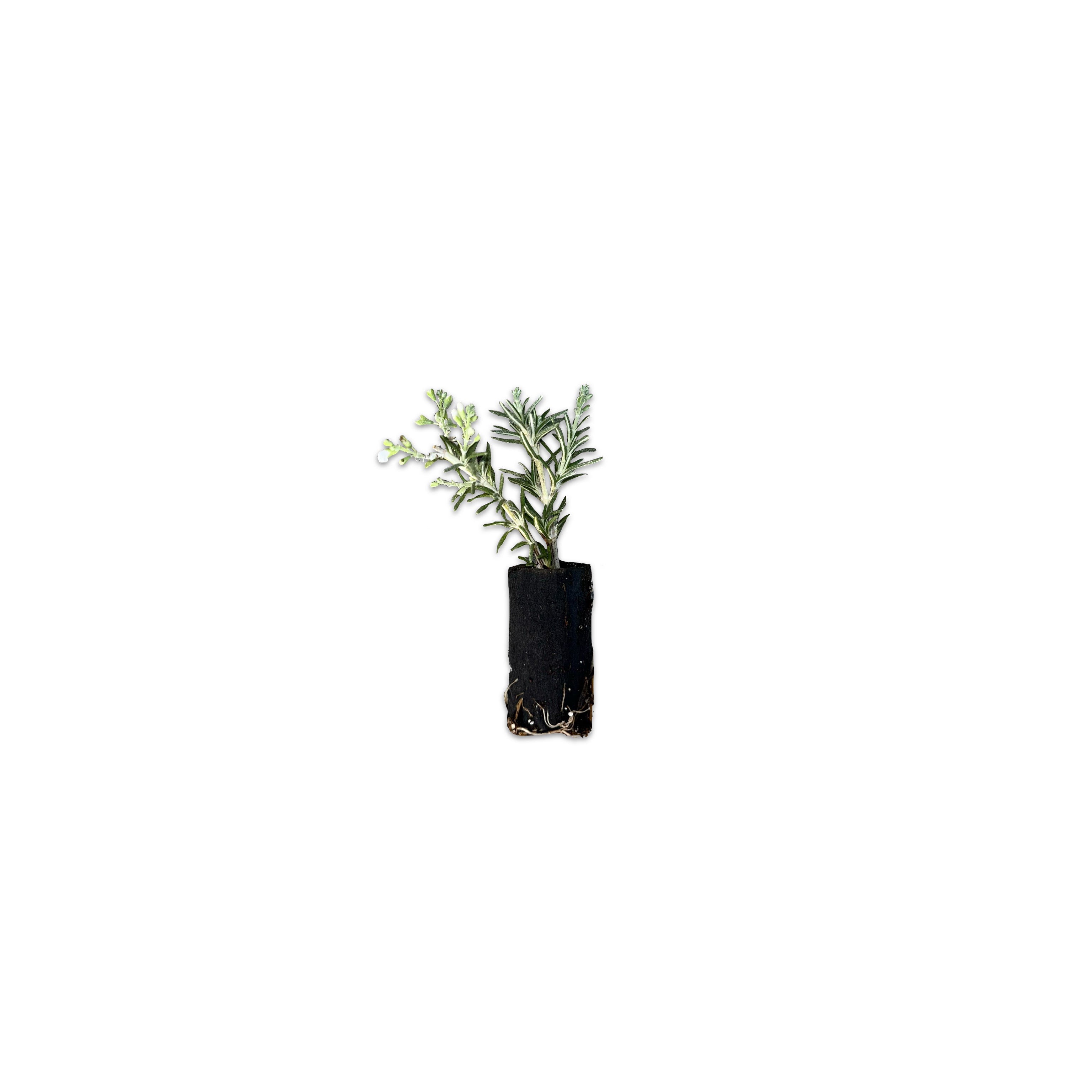 Talea di Rosmarino strisciante - Greenshop