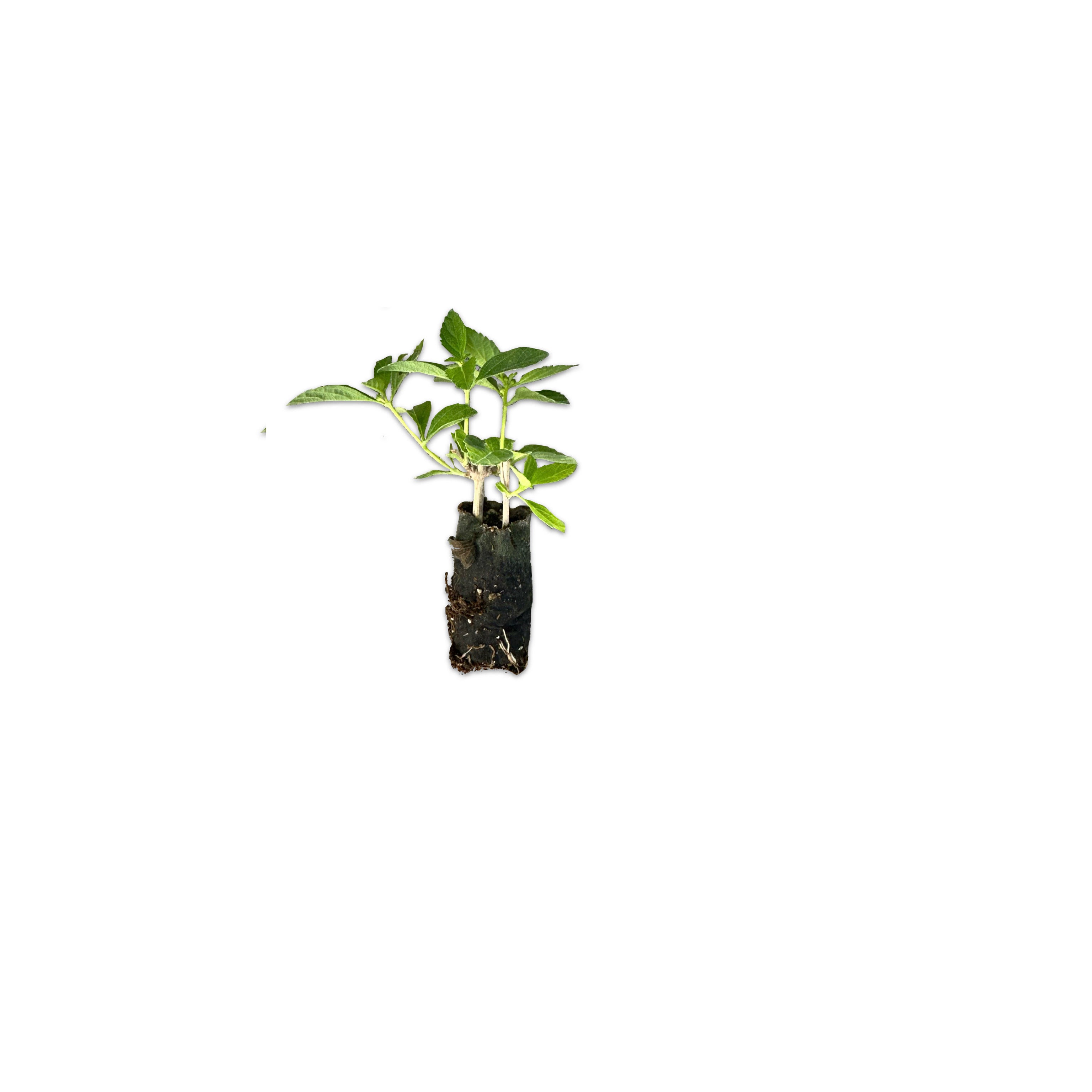 Talea di Teucrium fruticans "azureum" - Greenshop