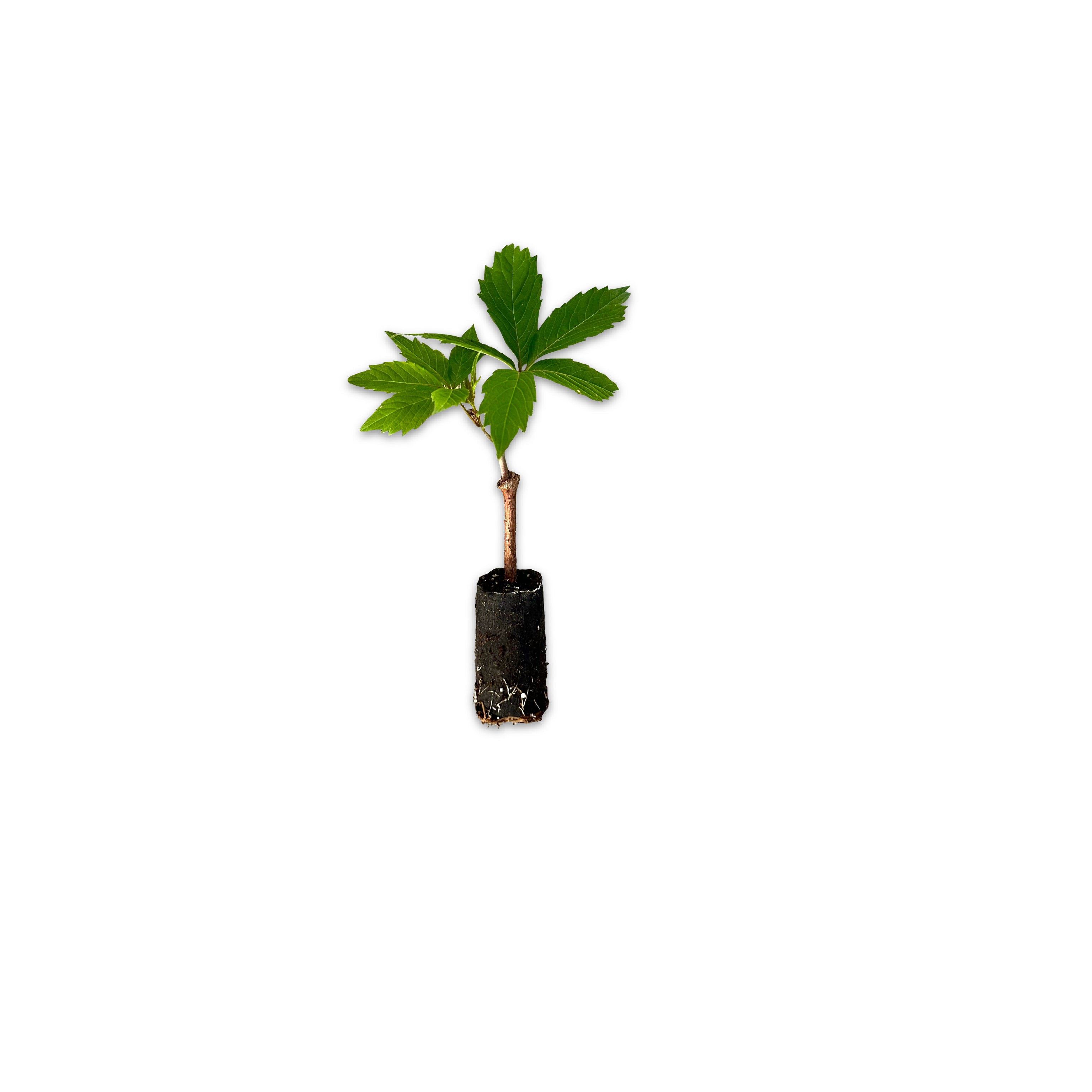 Talea di Vite americana - Greenshop