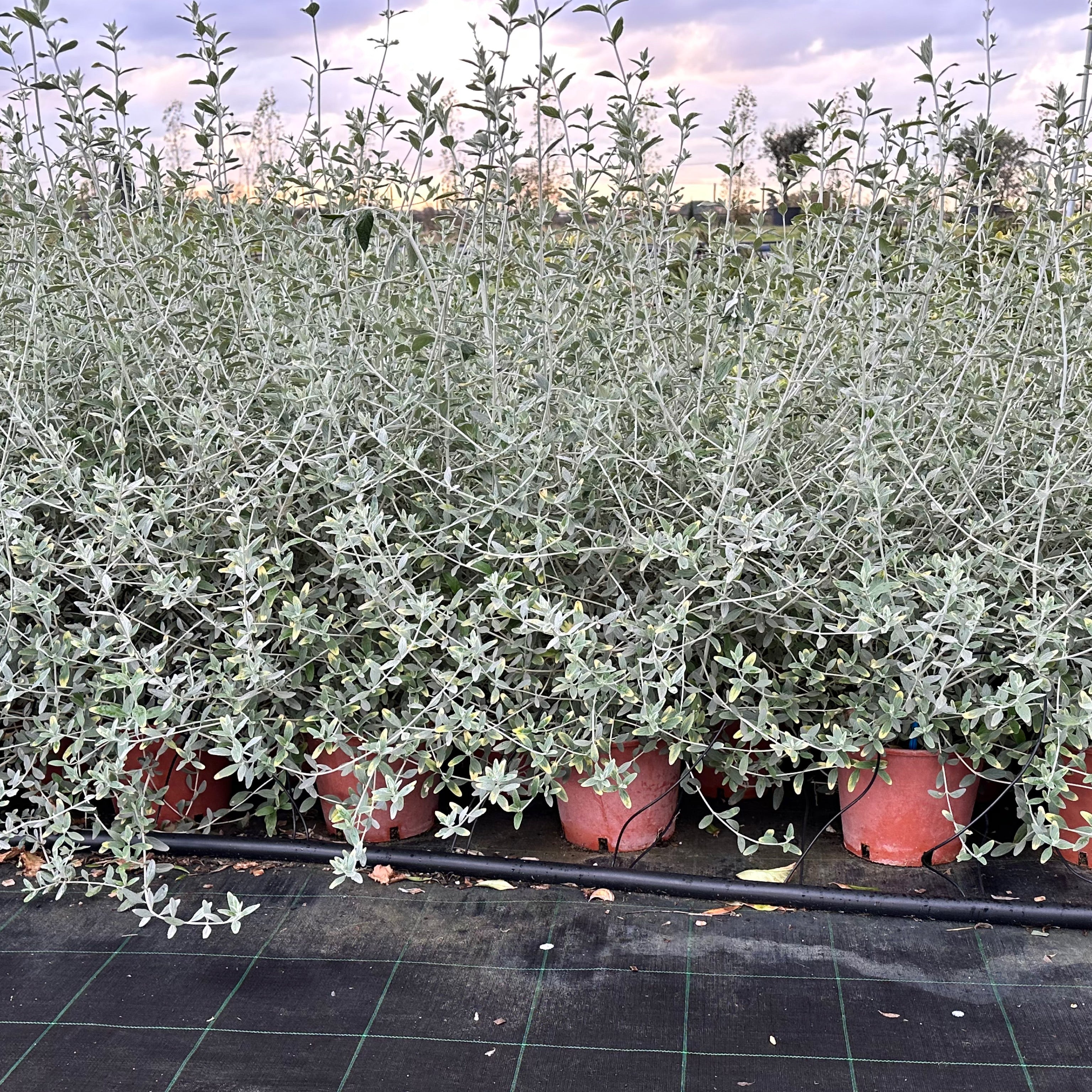 Teucrium fruticans "azureum" (Vaso 18cm) - Greenshop