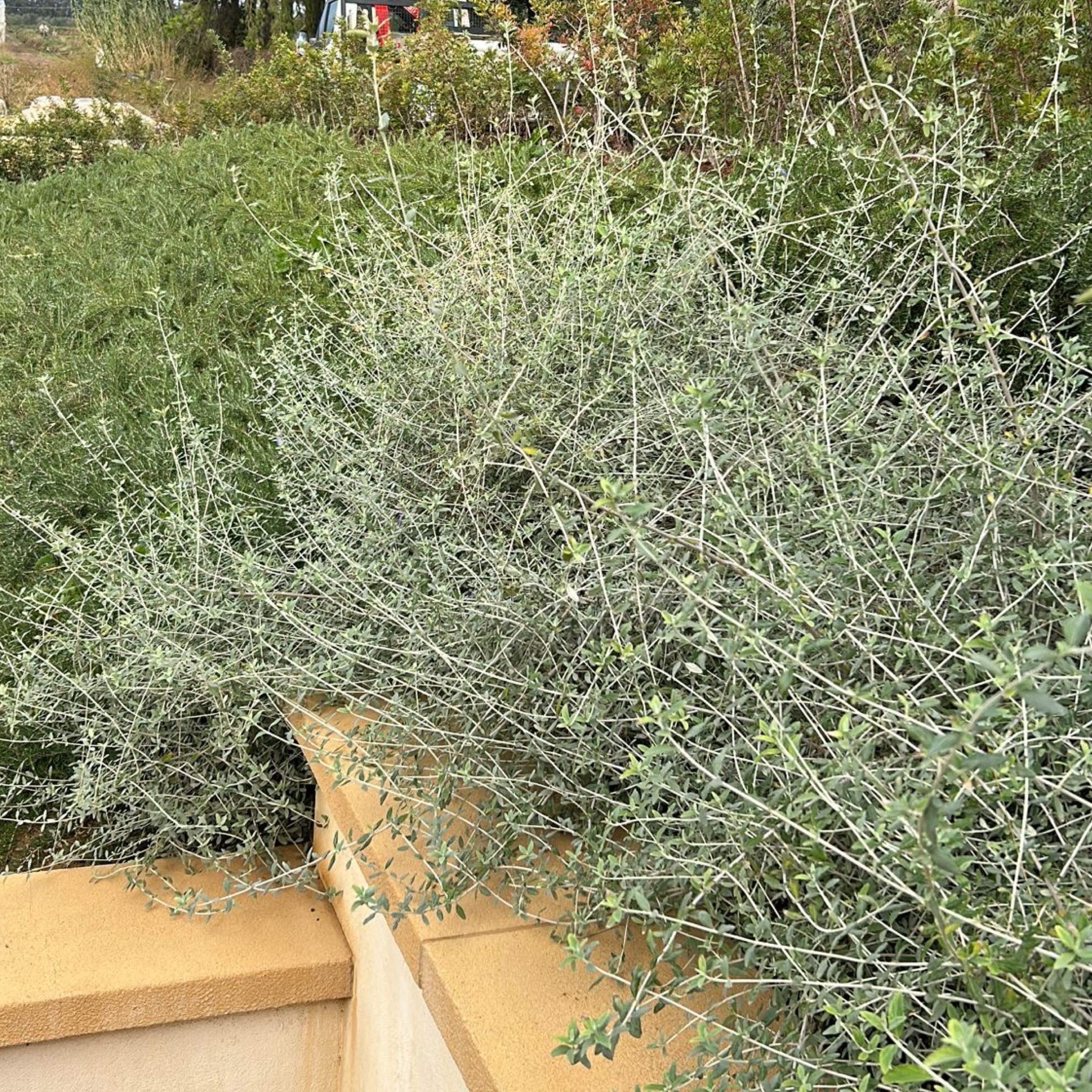 Teucrium fruticans "azureum" (Vaso 18cm) - Greenshop