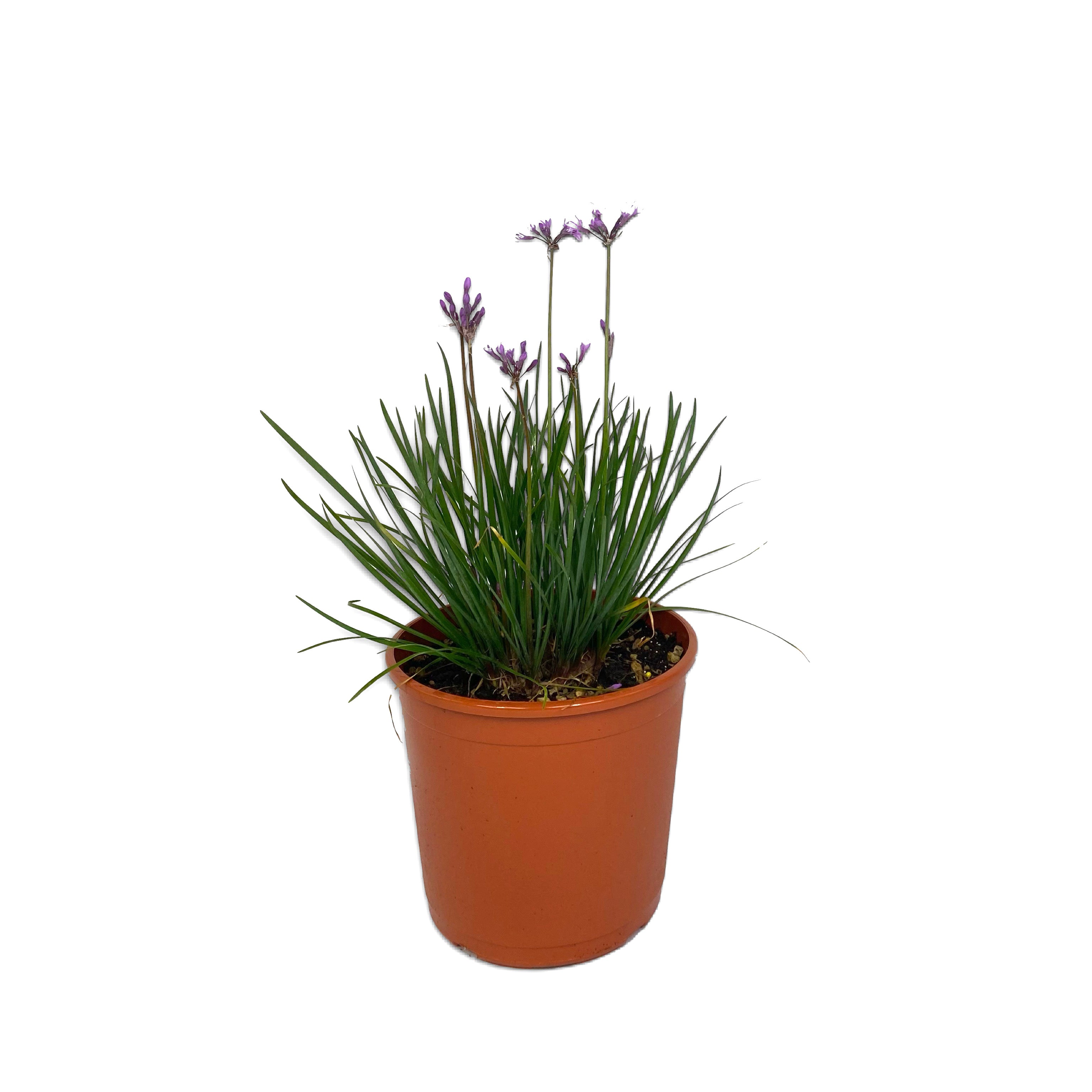 Tulbaghia violacea - aglietti (Vaso 18cm) - Greenshop