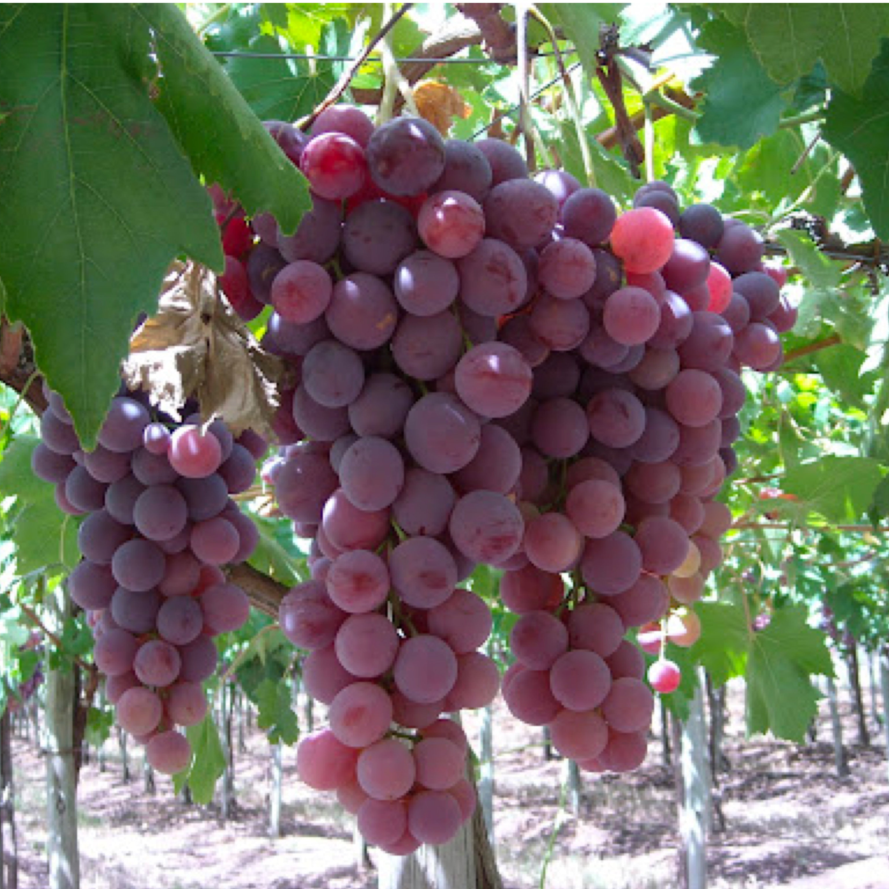 Pianta di vite in vaso (Barbatella innestata di 2 anni - altezza 150cm - 𝙎𝙘𝙤𝙣𝙩𝙖𝙩𝙚 𝙞𝙣 𝙗𝙖𝙨𝙚 𝙖𝙡𝙡𝙖 𝙦𝙪𝙖𝙣𝙩𝙞𝙩𝙖') - Greenshop