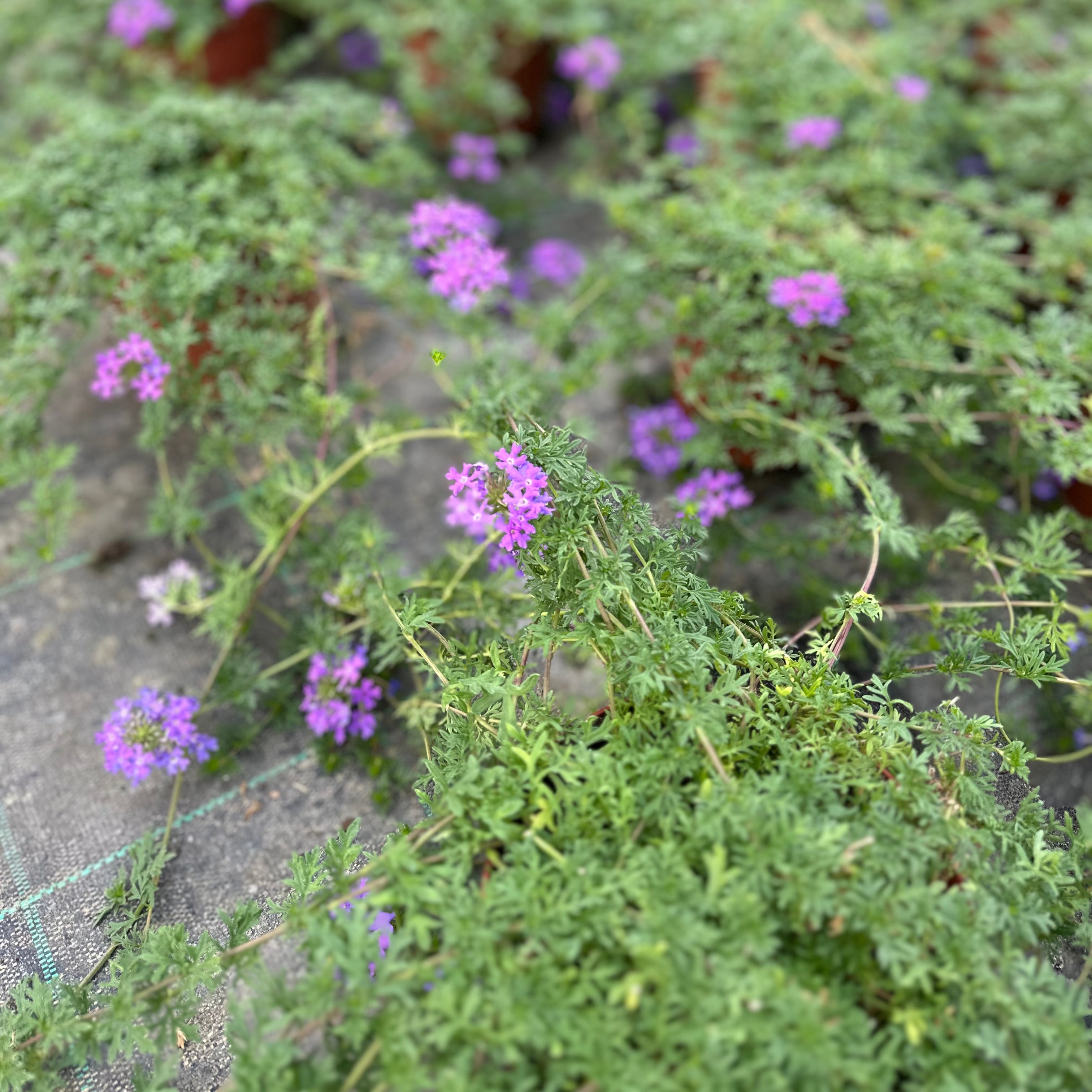Verbena hybrida (𝙨𝙘𝙤𝙣𝙩𝙞 𝙞𝙣 𝙗𝙖𝙨𝙚 𝙖𝙡𝙡𝙖 𝙦𝙪𝙖𝙣𝙩𝙞𝙩𝙖') - Greenshop