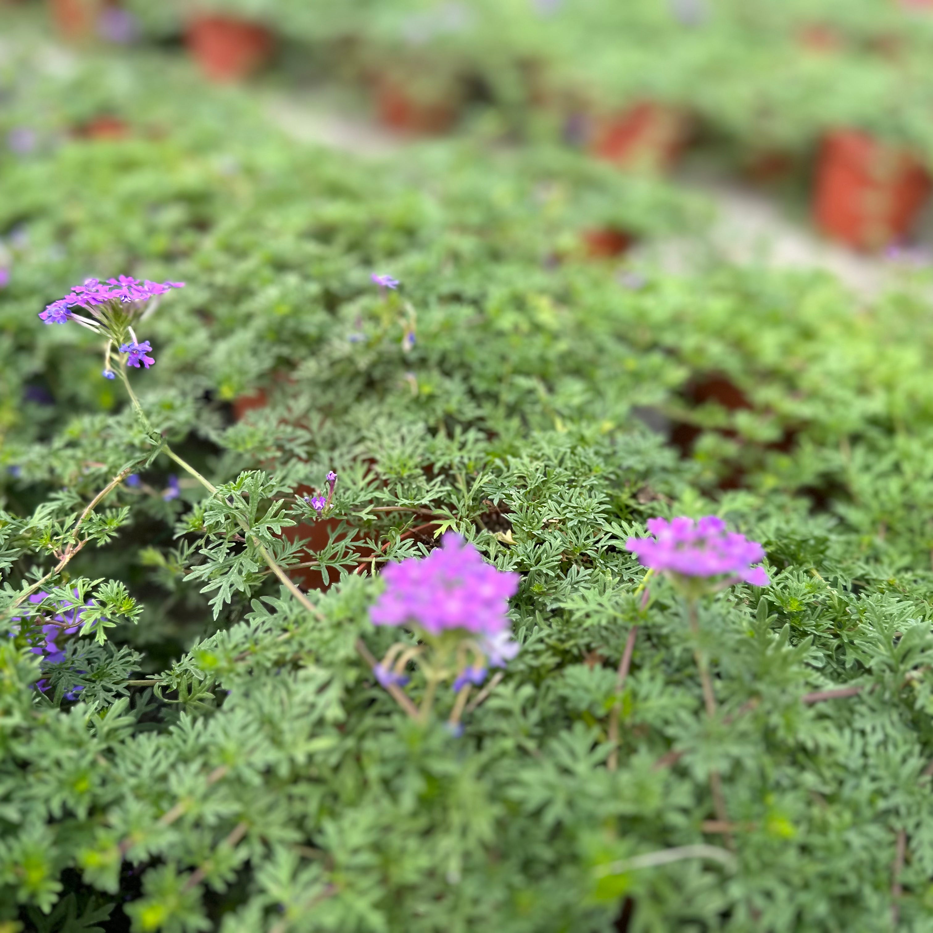 Verbena hybrida (𝙨𝙘𝙤𝙣𝙩𝙞 𝙞𝙣 𝙗𝙖𝙨𝙚 𝙖𝙡𝙡𝙖 𝙦𝙪𝙖𝙣𝙩𝙞𝙩𝙖') - Greenshop