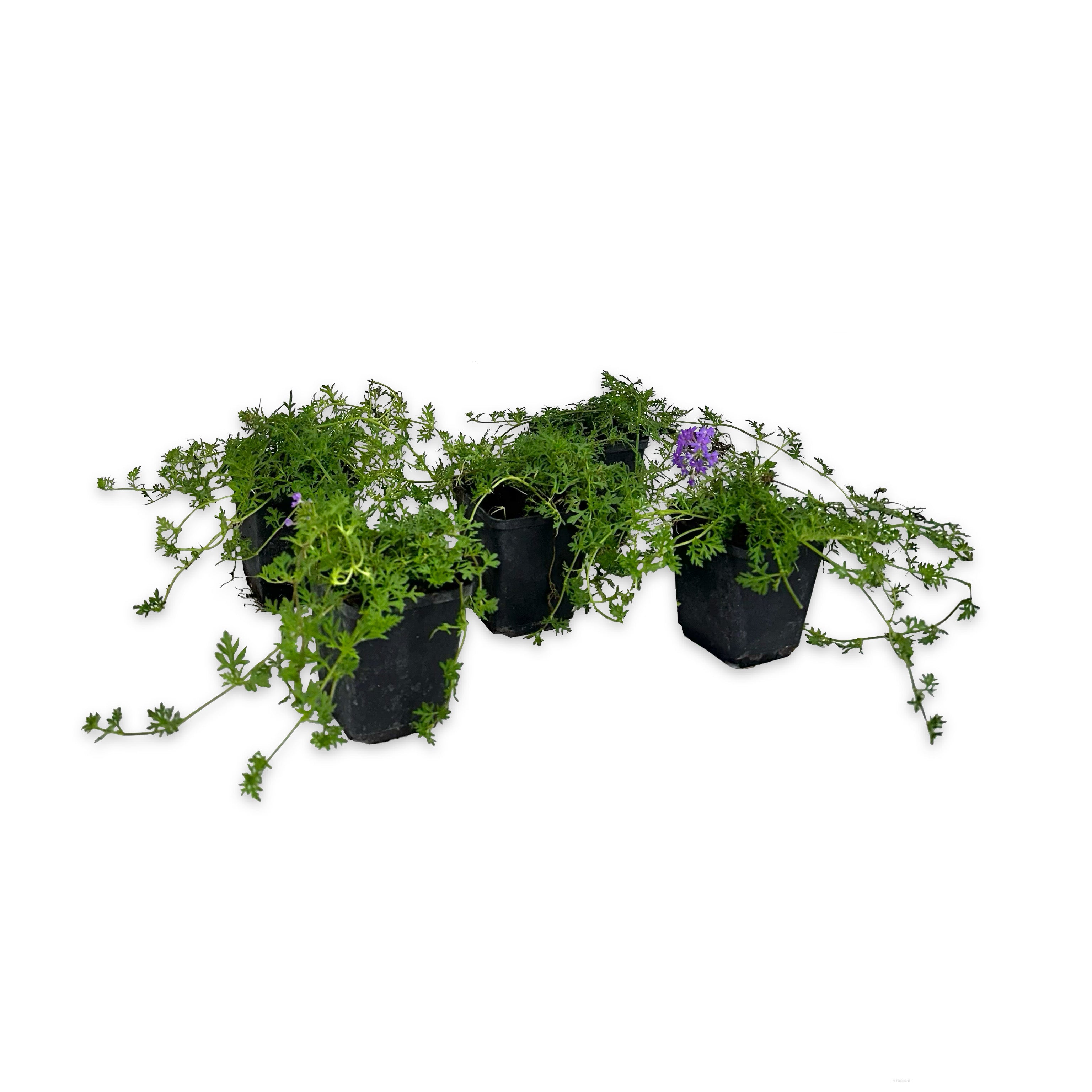 Verbena hybrida - Greenshop