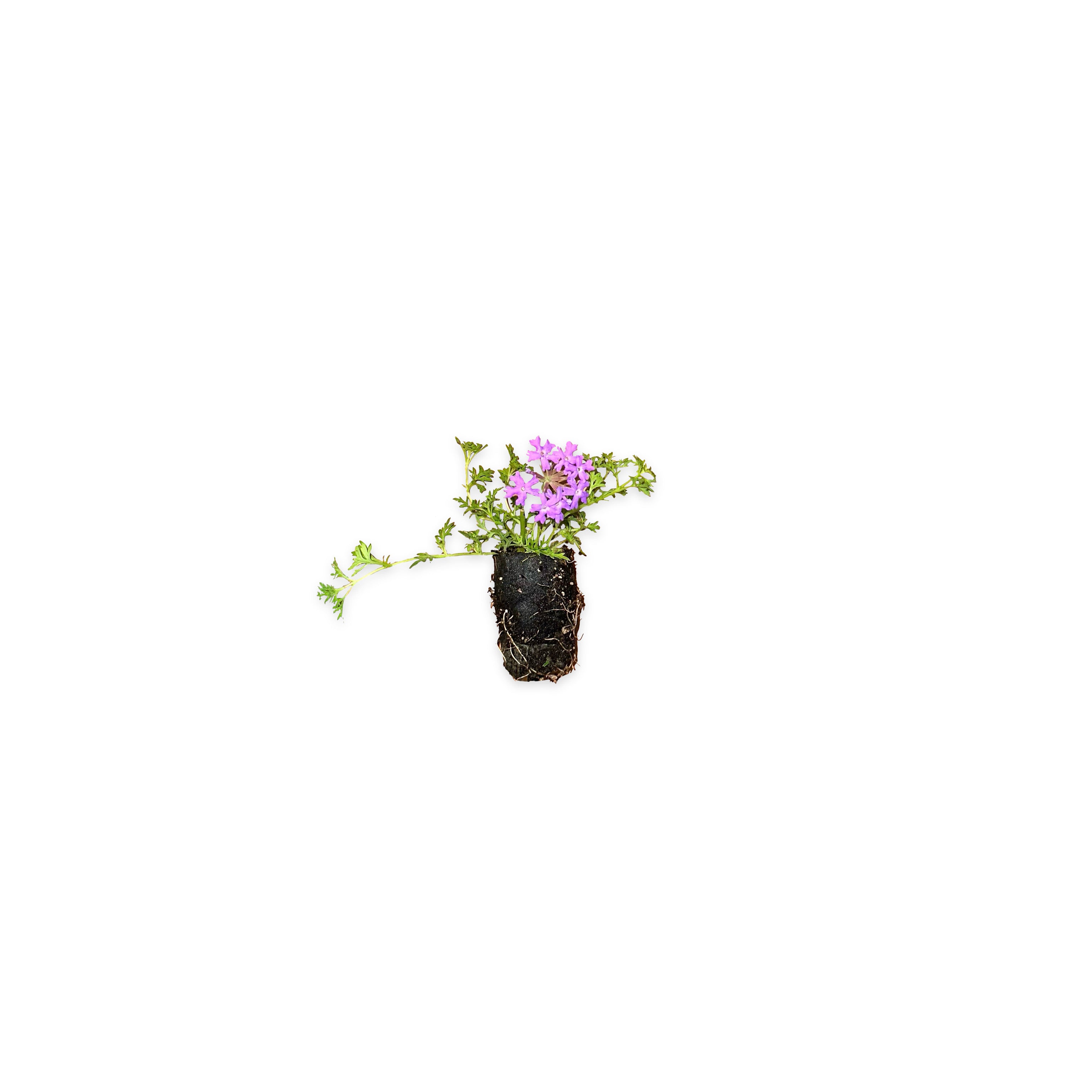 Verbena hybrida (𝙨𝙘𝙤𝙣𝙩𝙞 𝙞𝙣 𝙗𝙖𝙨𝙚 𝙖𝙡𝙡𝙖 𝙦𝙪𝙖𝙣𝙩𝙞𝙩𝙖') - Greenshop