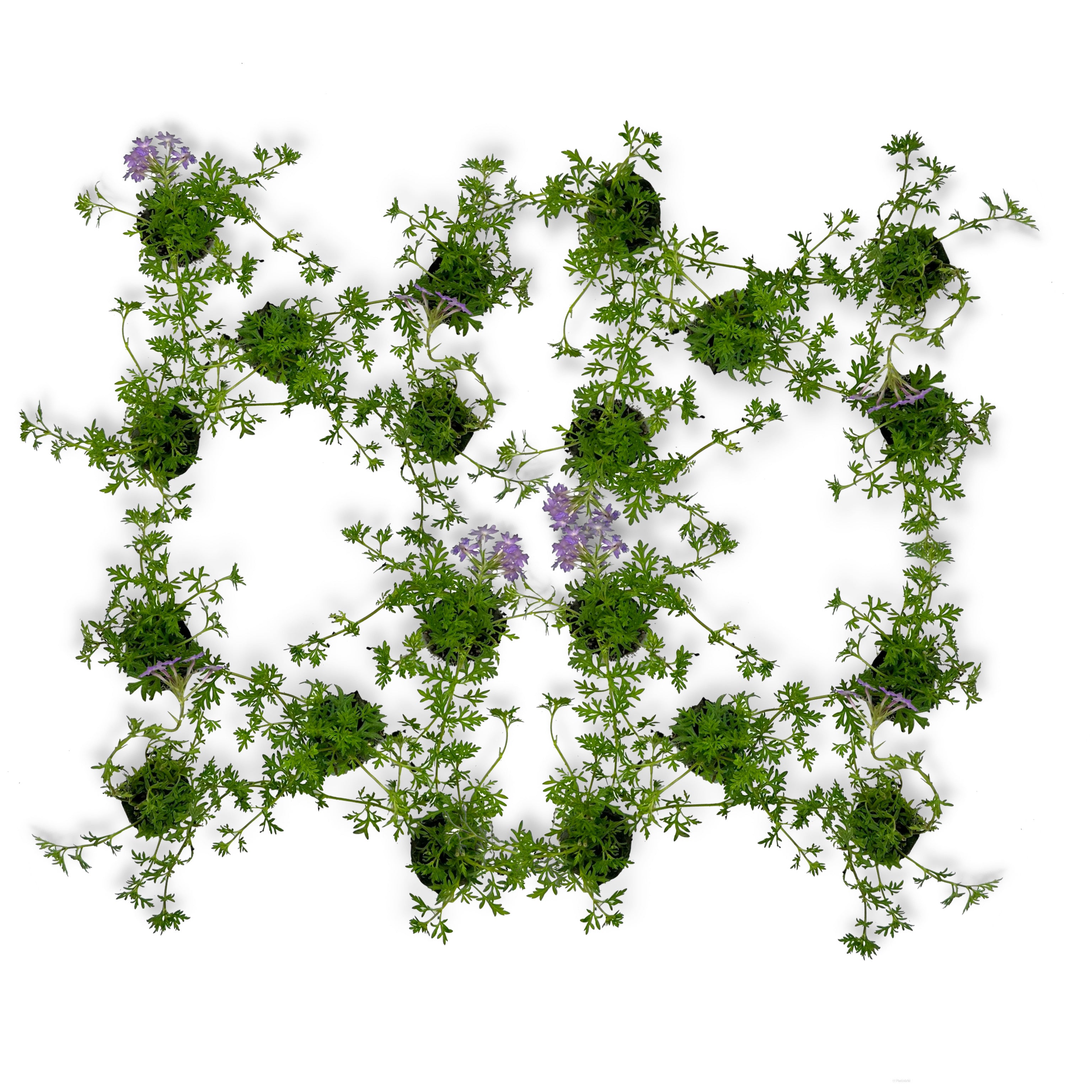 Verbena hybrida - Greenshop