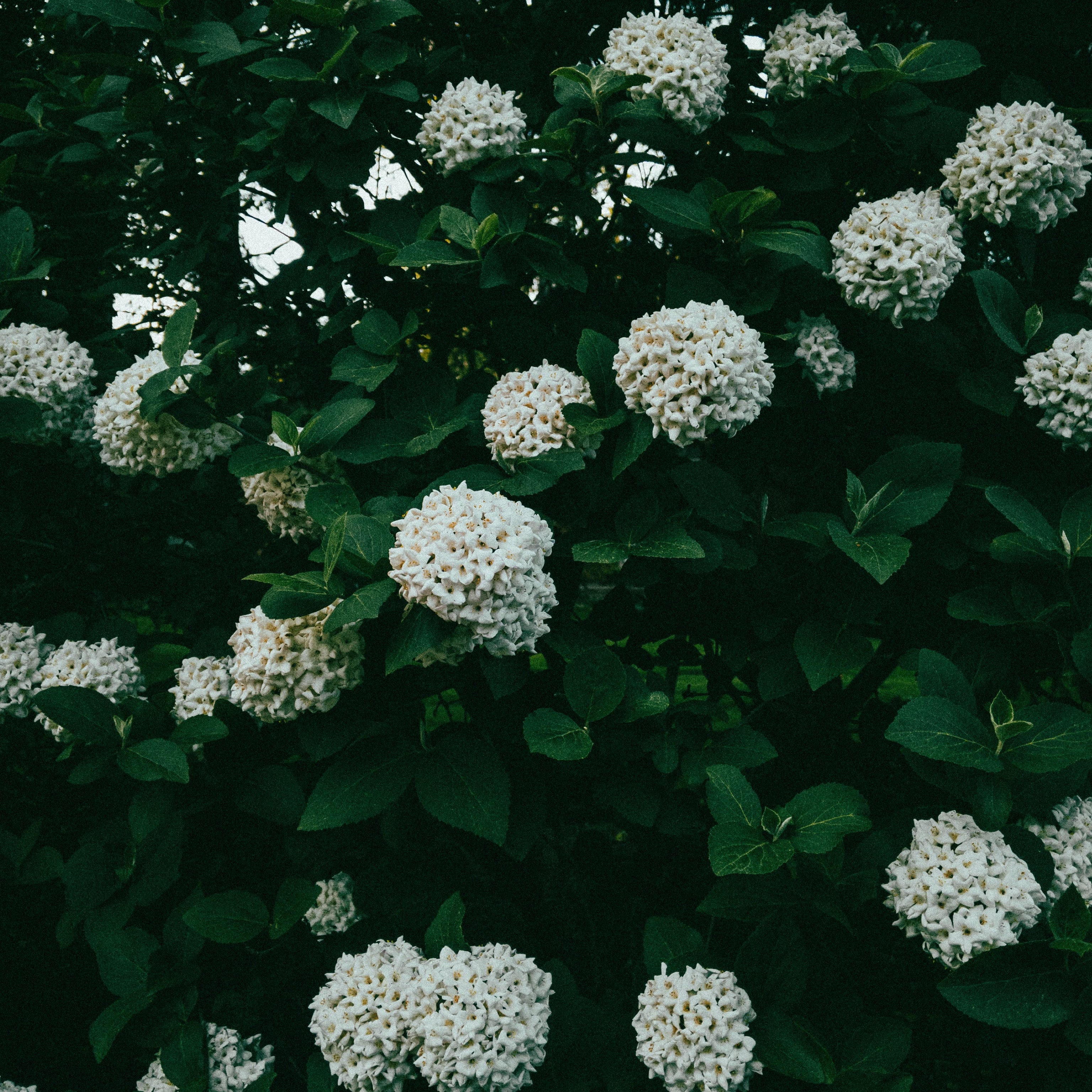 Viburno opulus (Vaso ⌀ 18cm) - Greenshop