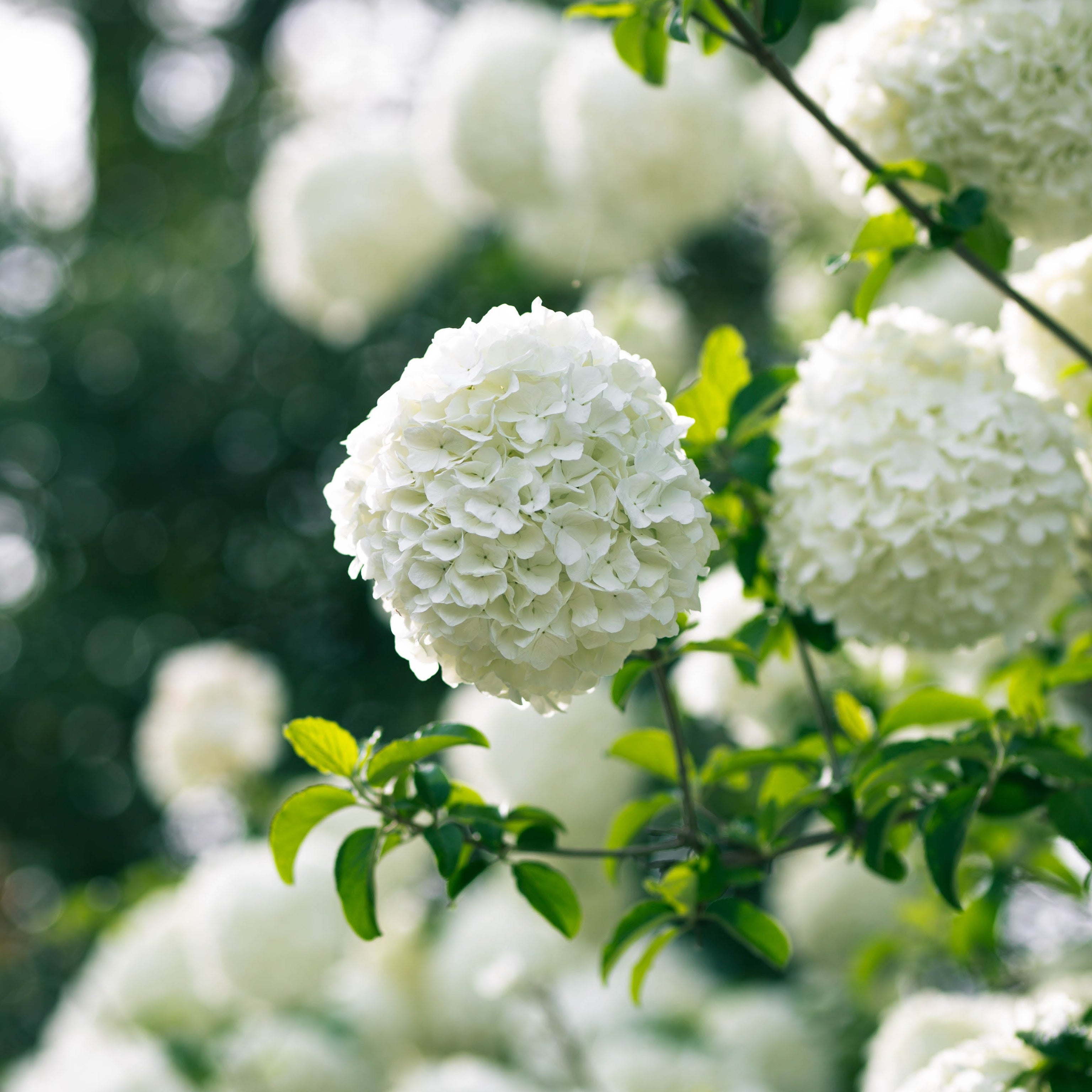 Viburno opulus (Vaso ⌀ 18cm) - Greenshop