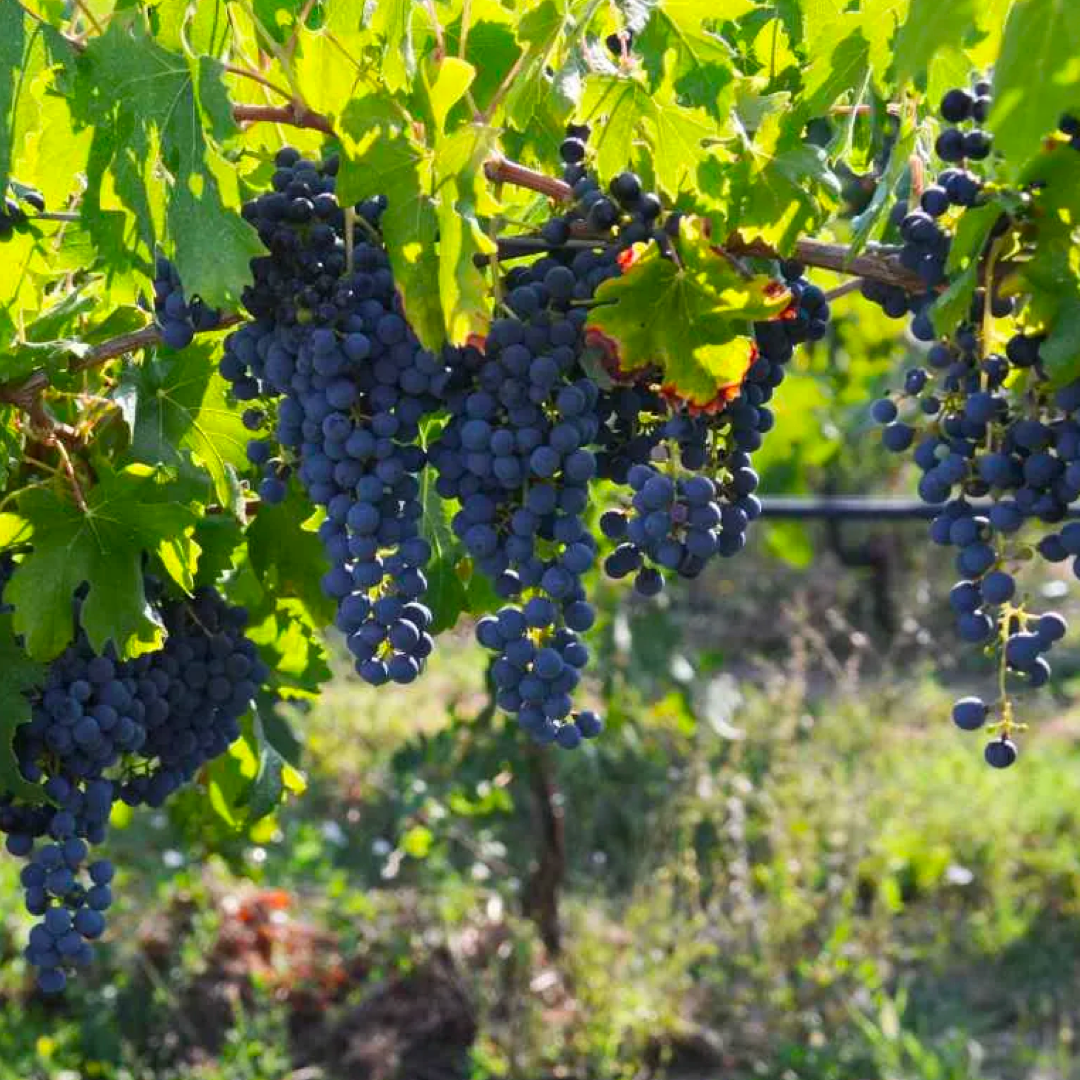 Barbatelle Innestate – (1 anno) – Pronte da Piantare - Greenshop