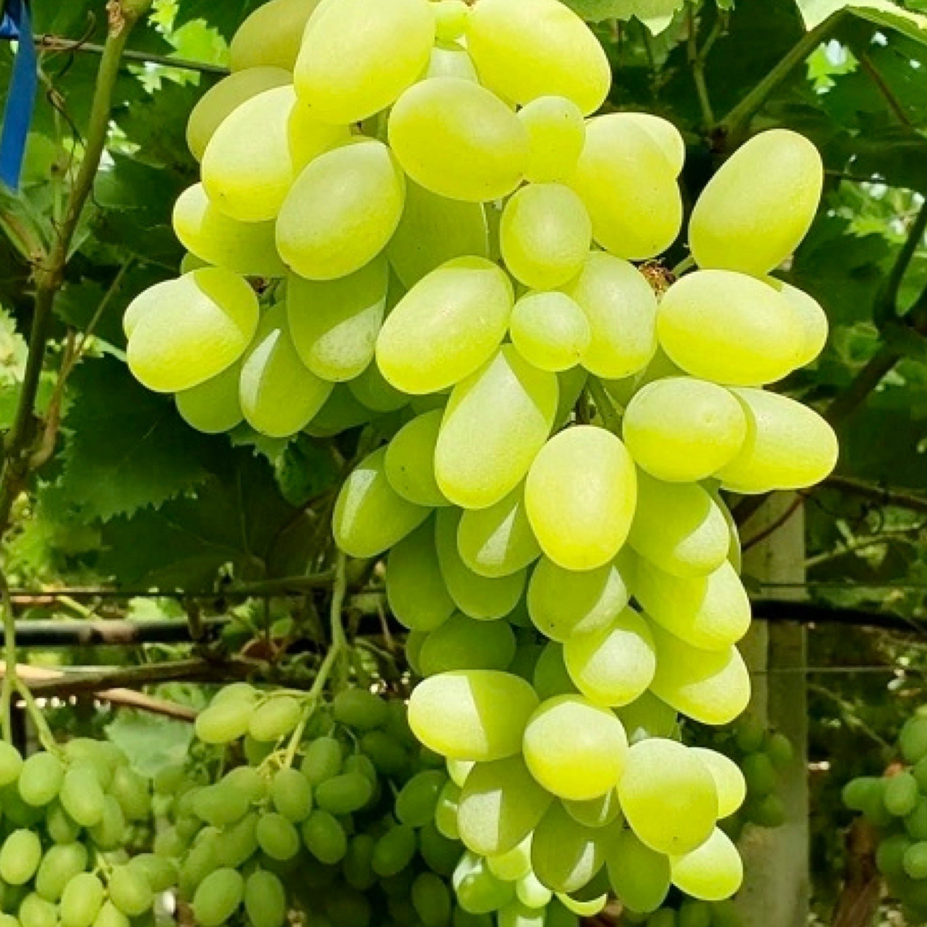 Pianta di vite in vaso (Barbatella innestata di 2 anni - altezza 150cm - 𝙎𝙘𝙤𝙣𝙩𝙖𝙩𝙚 𝙞𝙣 𝙗𝙖𝙨𝙚 𝙖𝙡𝙡𝙖 𝙦𝙪𝙖𝙣𝙩𝙞𝙩𝙖') - Greenshop