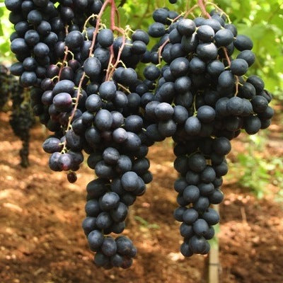 Pianta di vite in vaso (2 anni barbatella Innestata in Vaso - uva da tavola)