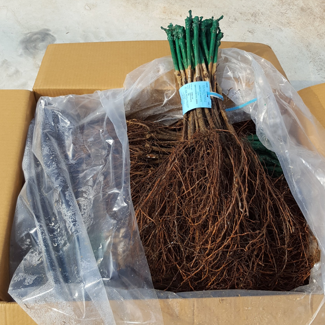 Barbatelle Innestate (1 anno radice nuda)