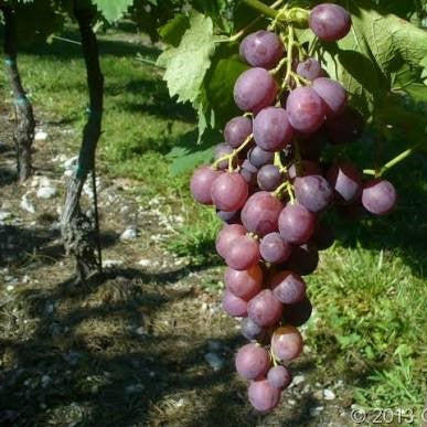 Pianta di vite in vaso (2 anni barbatella Innestata in Vaso - uva da tavola)