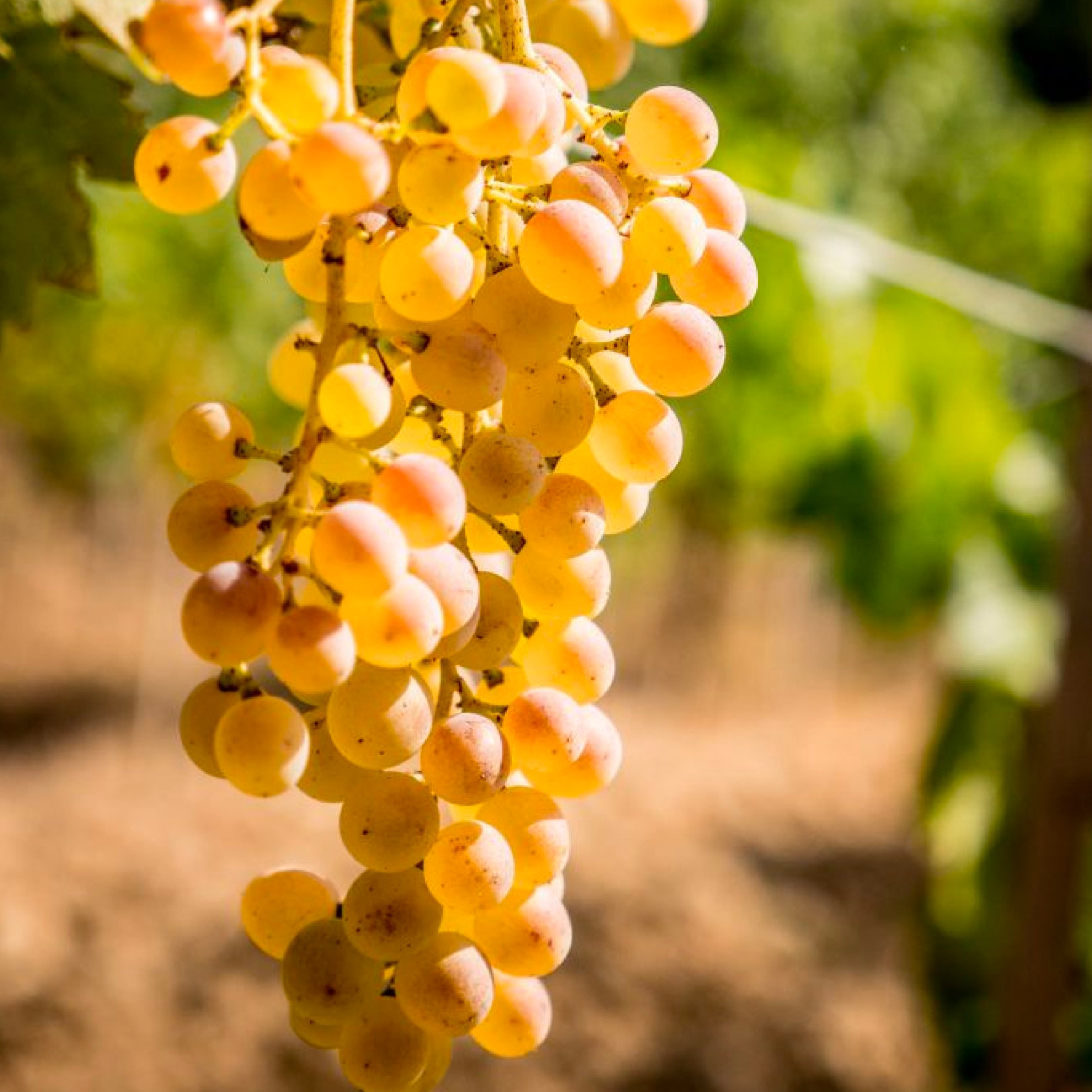 Pianta di vite in vaso (Barbatella innestata di 2 anni - altezza 150cm - 𝙎𝙘𝙤𝙣𝙩𝙖𝙩𝙚 𝙞𝙣 𝙗𝙖𝙨𝙚 𝙖𝙡𝙡𝙖 𝙦𝙪𝙖𝙣𝙩𝙞𝙩𝙖') - Greenshop