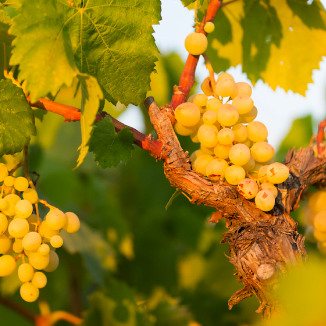 Barbatelle Innestate – (1 anno) – Pronte da Piantare - Greenshop