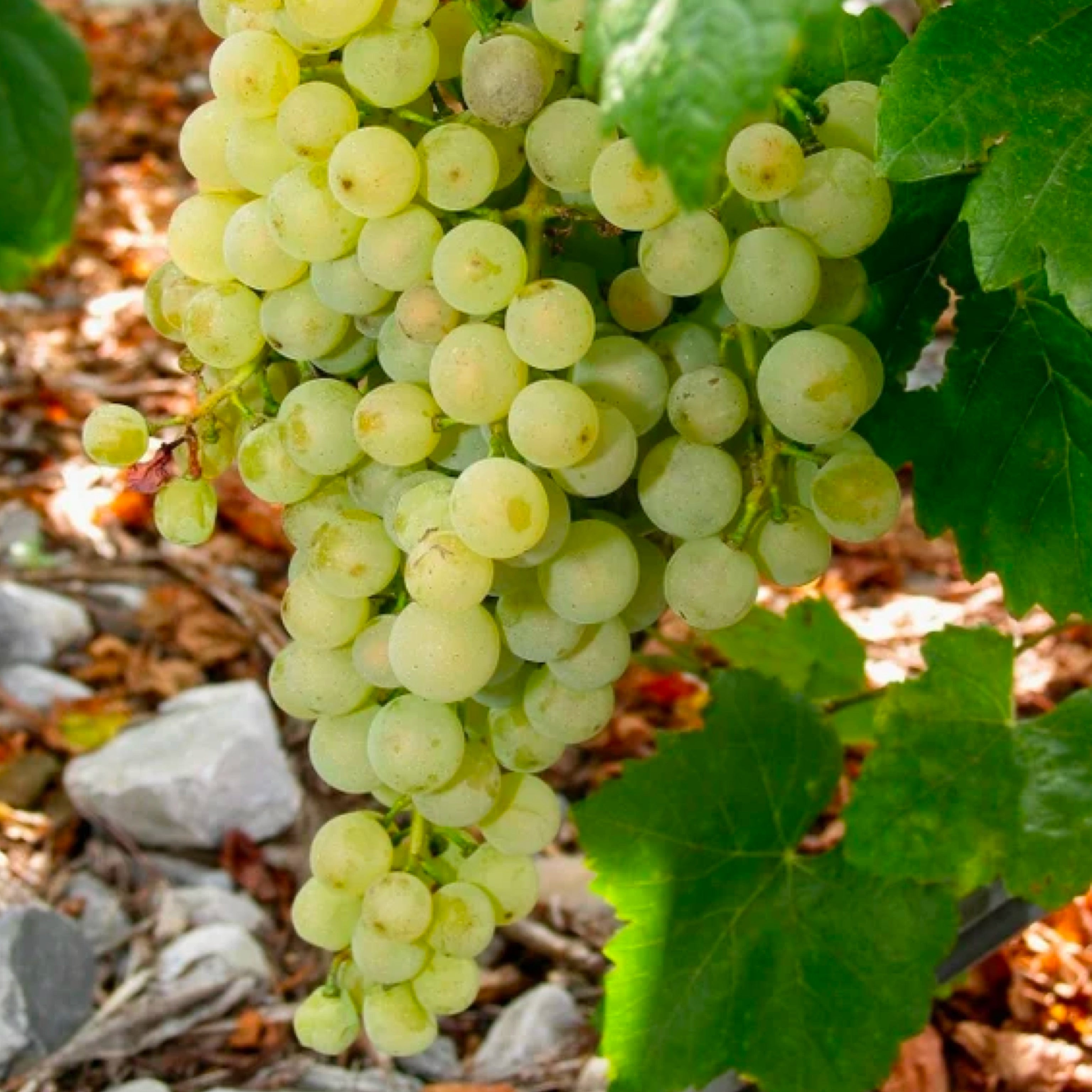 Pianta di vite in vaso ((Barbatella Innestata in Vaso – 2 Anni di Età - Uva da tavola) - Greenshop