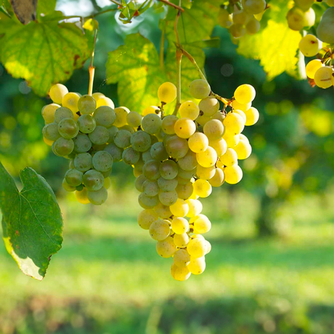 Barbatelle Innestate – (1 anno) – Pronte da Piantare - Greenshop