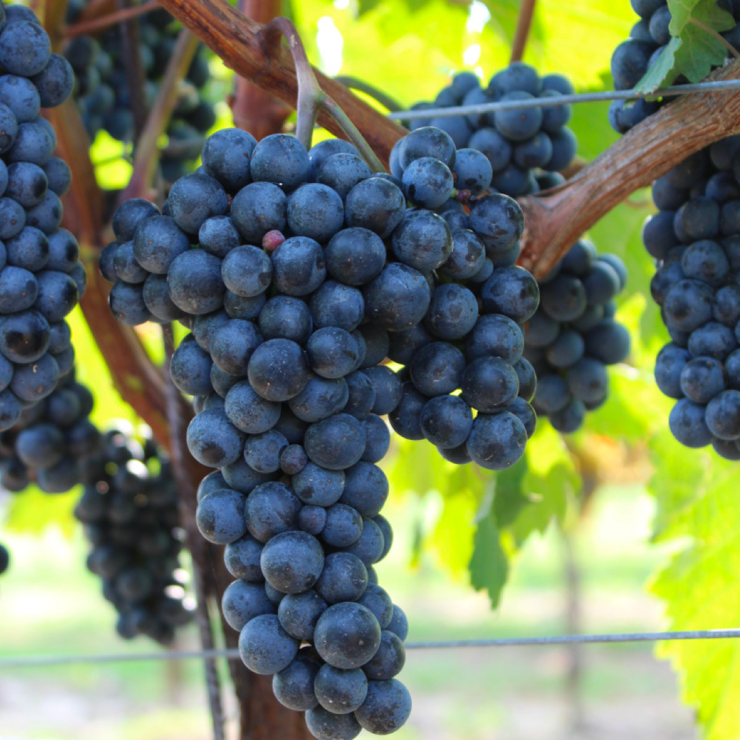 Barbatelle Innestate – (1 anno) – Pronte da Piantare - Greenshop